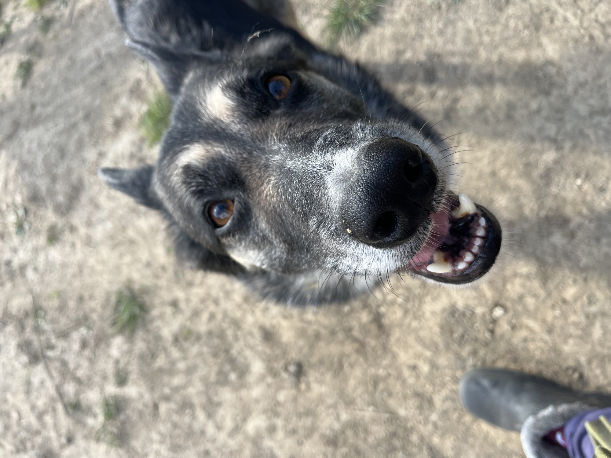 A close-up, high-angle shot captures a German Shepherd's face looking directly at the camera in a dry, dusty outdoor environment with sparse green vegetation. The dog's mouth is slightly open, revealing its teeth and tongue. A person's boot is visible in the bottom left corner of the frame, suggesting the dog is interacting with its owner. The ground appears to be dirt and gravel, typical of an unpaved area. The lighting suggests it is daytime. The specific location within Nizhny Tagil, Russia, is not discernible from the visual information provided.