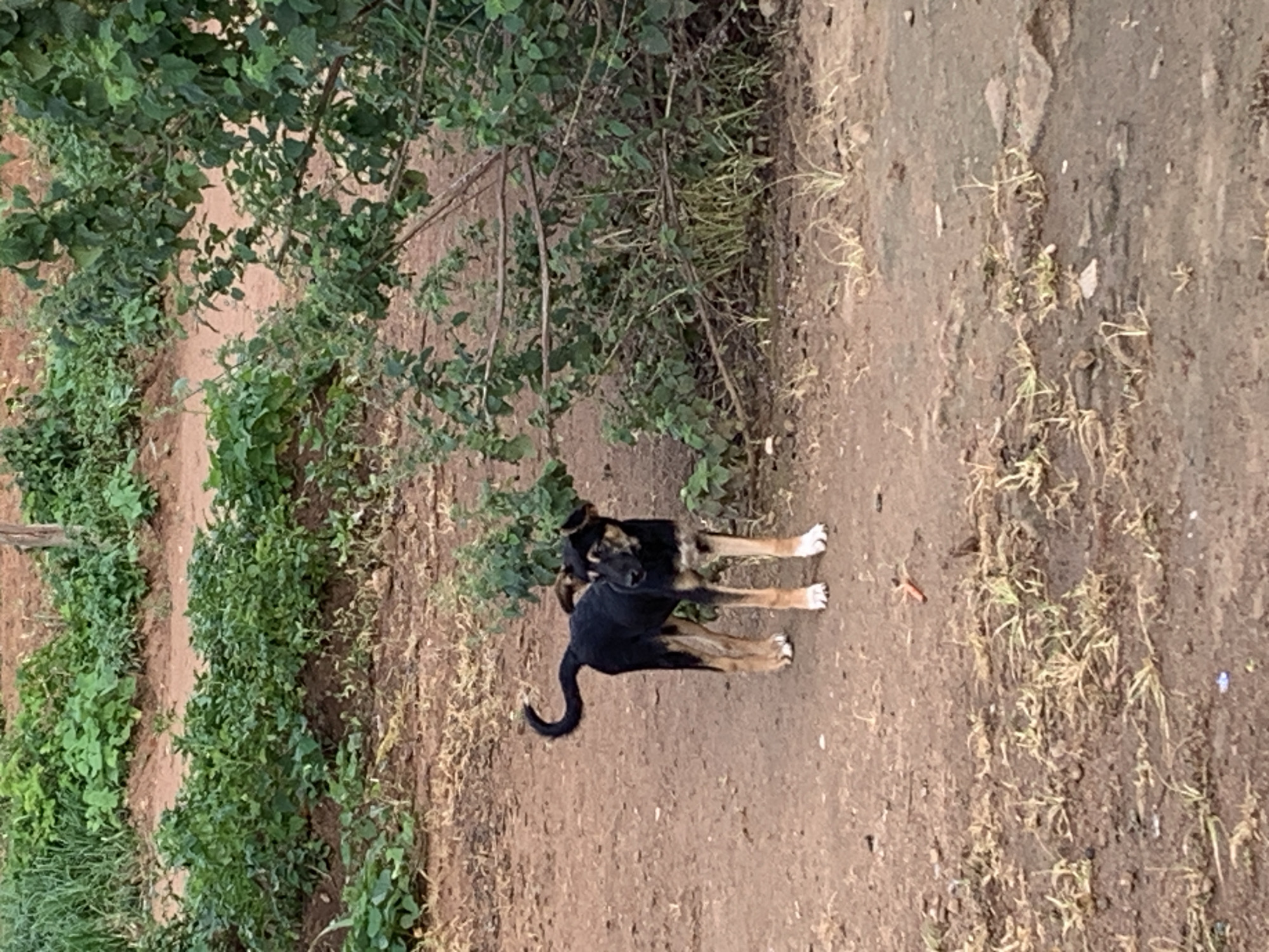 A medium-sized dog with black and tan fur stands on a dirt path in Kuru Karama, Nigeria. The dog is facing to the left, with its tail curled upwards. Its ears are perked and it appears to be looking at something off-camera. The ground is covered in dry earth and sparse, dry grass. In the background, there are rows of green plants, likely crops, and a dense cluster of green leafy bushes to the right of the dog. The overall environment appears to be rural or agricultural.