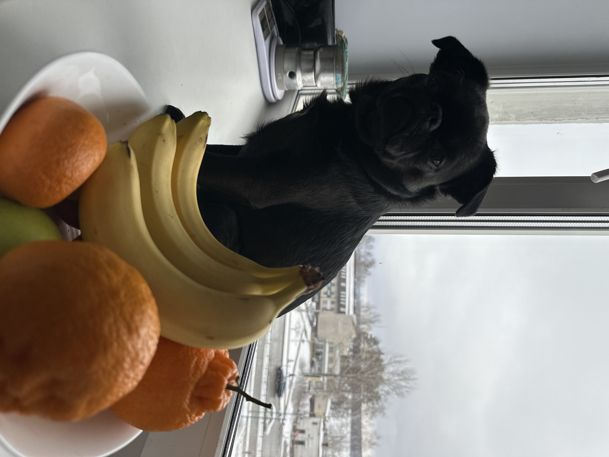 A black pug dog is perched on a windowsill next to a bowl of fruit. The fruit includes bananas, oranges, and one green apple. A small kitchen scale is beside the dog. Outside the window, a view of Chaikovsky, Russia, shows snowy ground and bare trees on an overcast day. Buildings are visible in the background.