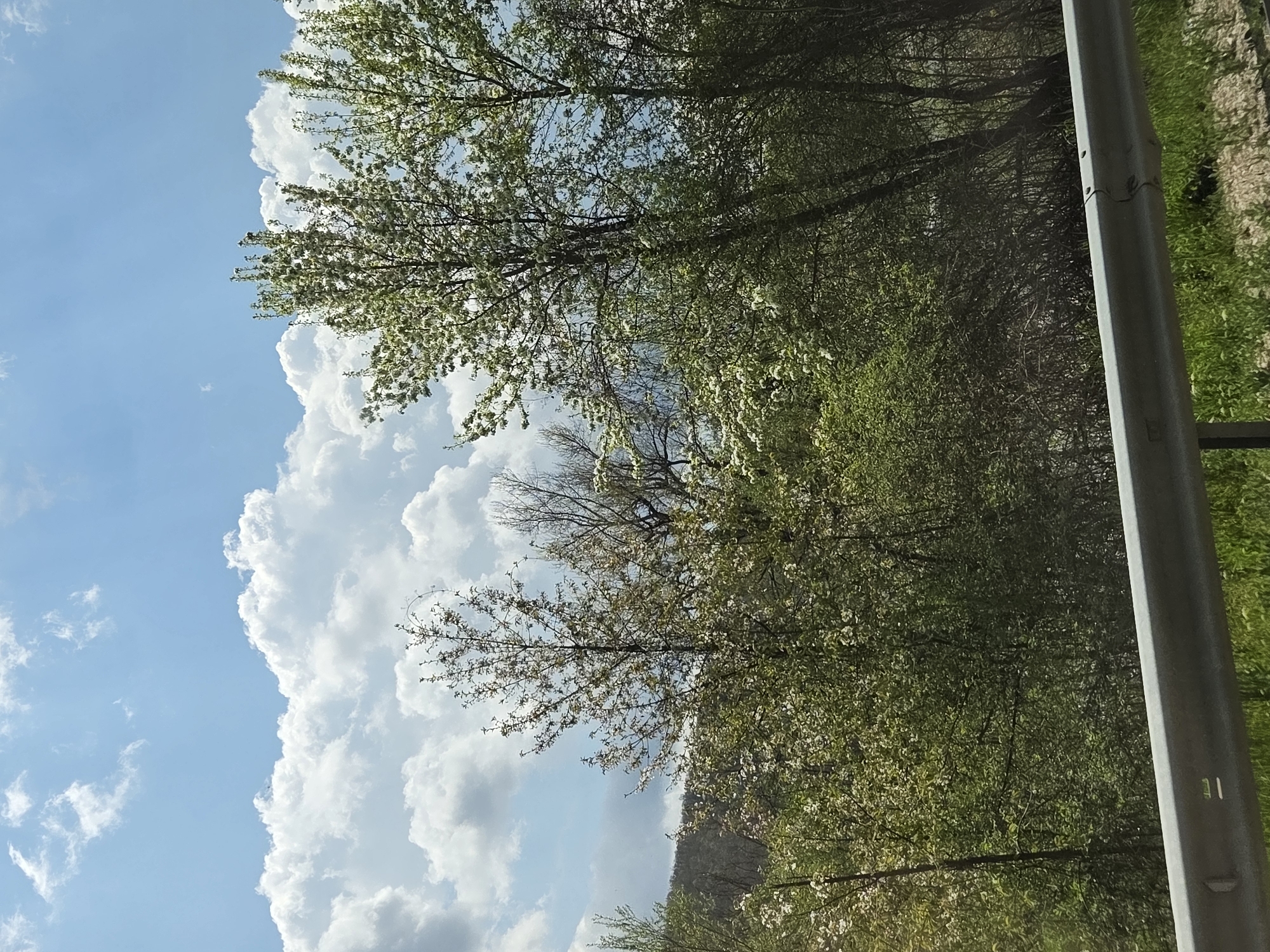 The image shows a partly cloudy sky with cumulus clouds. The vegetation consists of trees with green leaves and some with white blossoms. There is a gray metal guardrail on the right side of the image. The location is Leshnitsa, Bulgaria.
