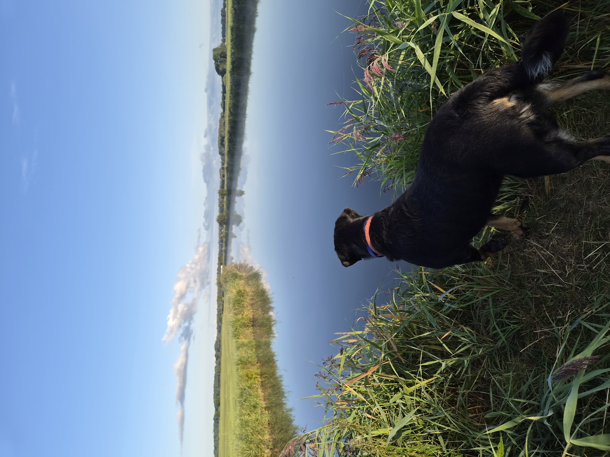 A black and tan dog with an orange collar stands on the grassy bank of a calm, reflective body of water, likely a canal or river, in Schiffdorf, Germany. Tall, green reeds and grasses grow along the water's edge in the foreground. The water reflects the clear blue sky, which is dotted with sparse, wispy clouds. Across the water, a flat, green field stretches to a distant tree line. The overall scene is one of natural tranquility.