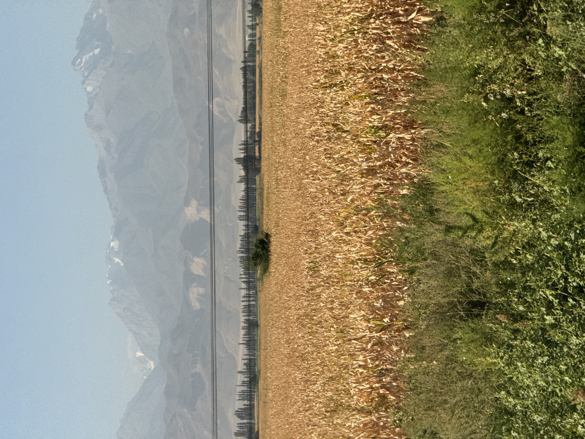 The image shows a vast field of dry corn stalks stretching towards distant mountains. The cornfield dominates the foreground and middle ground. In the distance, a line of tall, thin trees creates a visual barrier between the field and the mountains. The mountains themselves are layered, with the closest appearing rocky and barren, while the furthest peaks are snow-capped and shrouded in a light haze under a clear, pale blue sky. A thin, dark line of power lines stretches horizontally across the image above the trees, partially obscuring the lower slopes of the mountains. A small, dark green tree stands isolated in the middle of the cornfield. The bottom of the image shows a strip of green vegetation, including taller, more wispy plants and shorter, denser foliage, suggesting a transition from the cultivated field to a wilder area. The overall impression is of a rural landscape in a dry climate, likely during harvest season or shortly after. The scene is devoid of people or any overt activity.