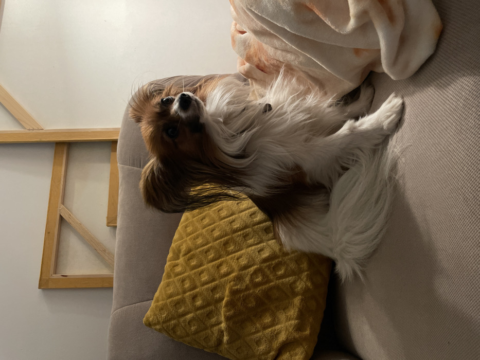 The scene is located indoors in Budva, Montenegro. A Papillon dog, predominantly white with brown markings on its head and back, is seated upright on a light beige fabric sofa. The dog exhibits large, fringed, erect ears, dark eyes, and a small dark nose, looking slightly upward and to the right of the frame. Its long, fluffy tail is visible against the sofa. To the dog's left, a mustard yellow square cushion with an embossed geometric pattern rests against the sofa backrest. To its right, a light-colored blanket with abstract, mottled peach or orange markings is draped over the sofa and partially covers the dog's side. In the background, against a plain light-colored wall, two unpainted wooden stretcher frames for canvases are leaning vertically, one partially obscuring the other. The lighting is soft and warm, casting subtle shadows.