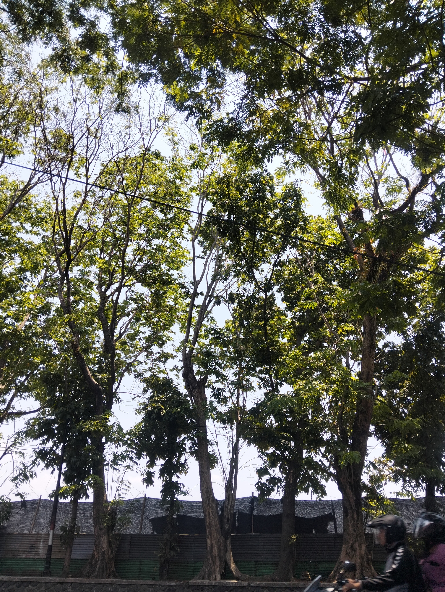 The image shows a street scene in Semarang, Indonesia, with a focus on tall trees and a segment of road at the bottom. The trees are lush with green foliage, obscuring much of the sky, which appears to be bright and possibly daytime. Below the trees, a corrugated metal fence or wall is visible, along with some construction materials or tarps. The foreground features the edge of a road, with a stone border. Two individuals on a scooter are partially visible on the right side of the frame, wearing helmets, indicating they are likely commuting or traveling through the area. The overall impression is a snapshot of urban nature intertwined with city infrastructure, possibly a roadside park or avenue.