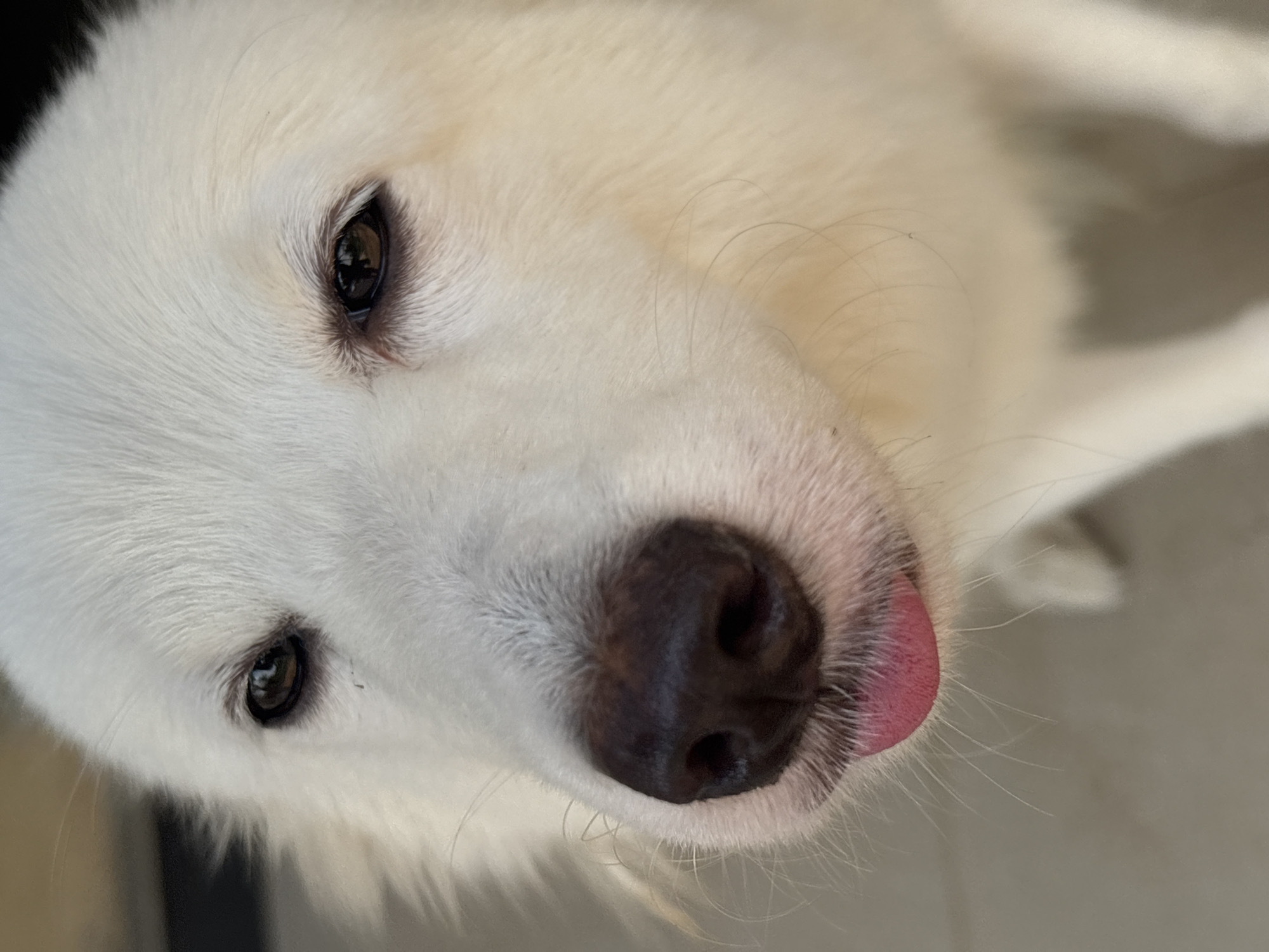 A close-up, slightly high-angle, full-face portrait shows a white dog with its pink tongue sticking out. The dog has dark brown eyes and a dark brown nose. The background is blurred and appears to be a light-colored surface, possibly concrete or tile, indicating an outdoor setting. The image is a photograph taken in the city of Ikot Ekpene, Nigeria.