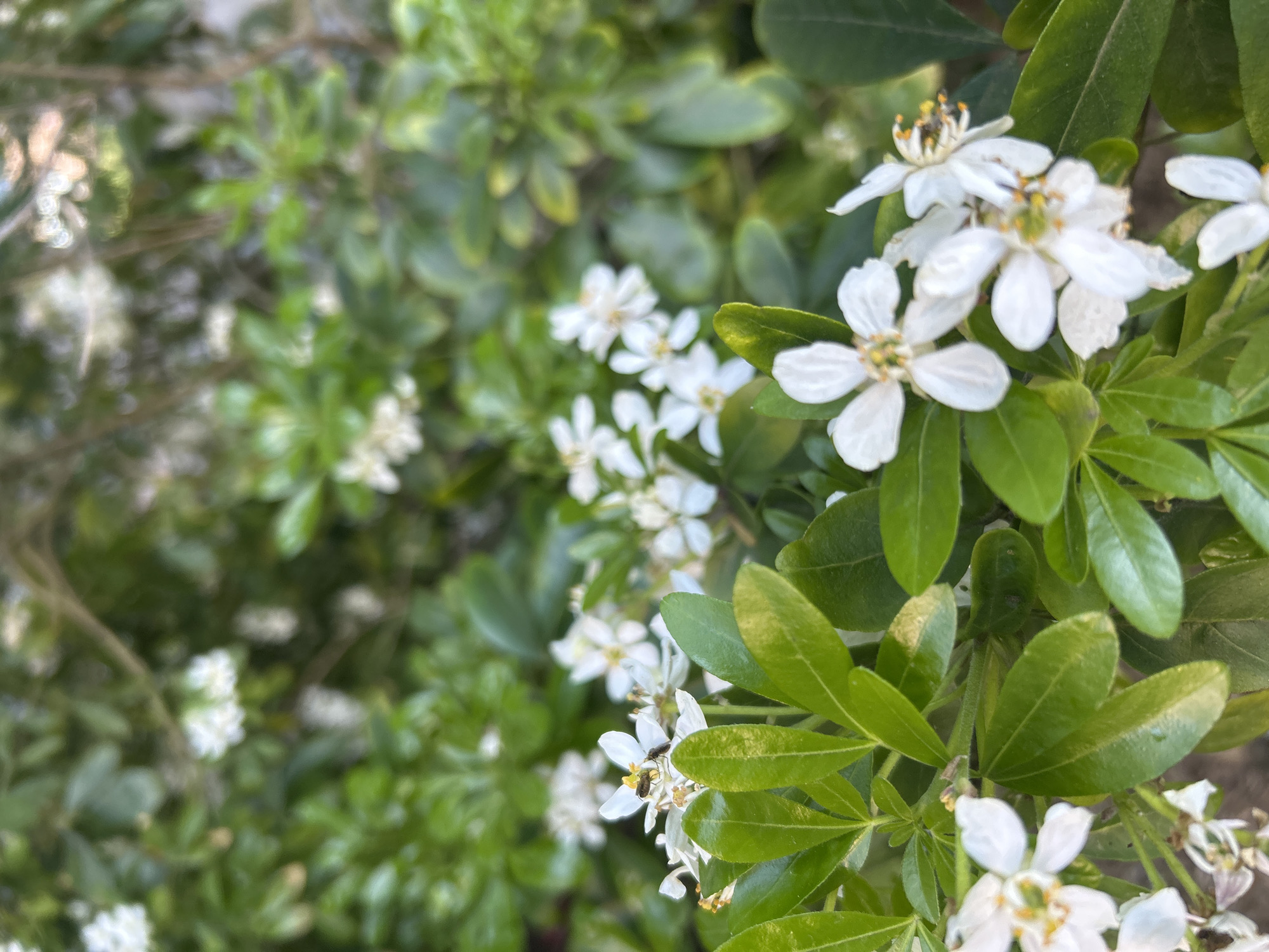 The image depicts a close-up view of a plant with small white flowers and green leaves. The flowers have five petals each and yellow centers. Some flowers are clustered together, while others are more isolated. There are insects present on the flowers. The leaves are oval-shaped and have a glossy surface. The background is a blur of green foliage and white flowers. The location and time of the image are unknown.
