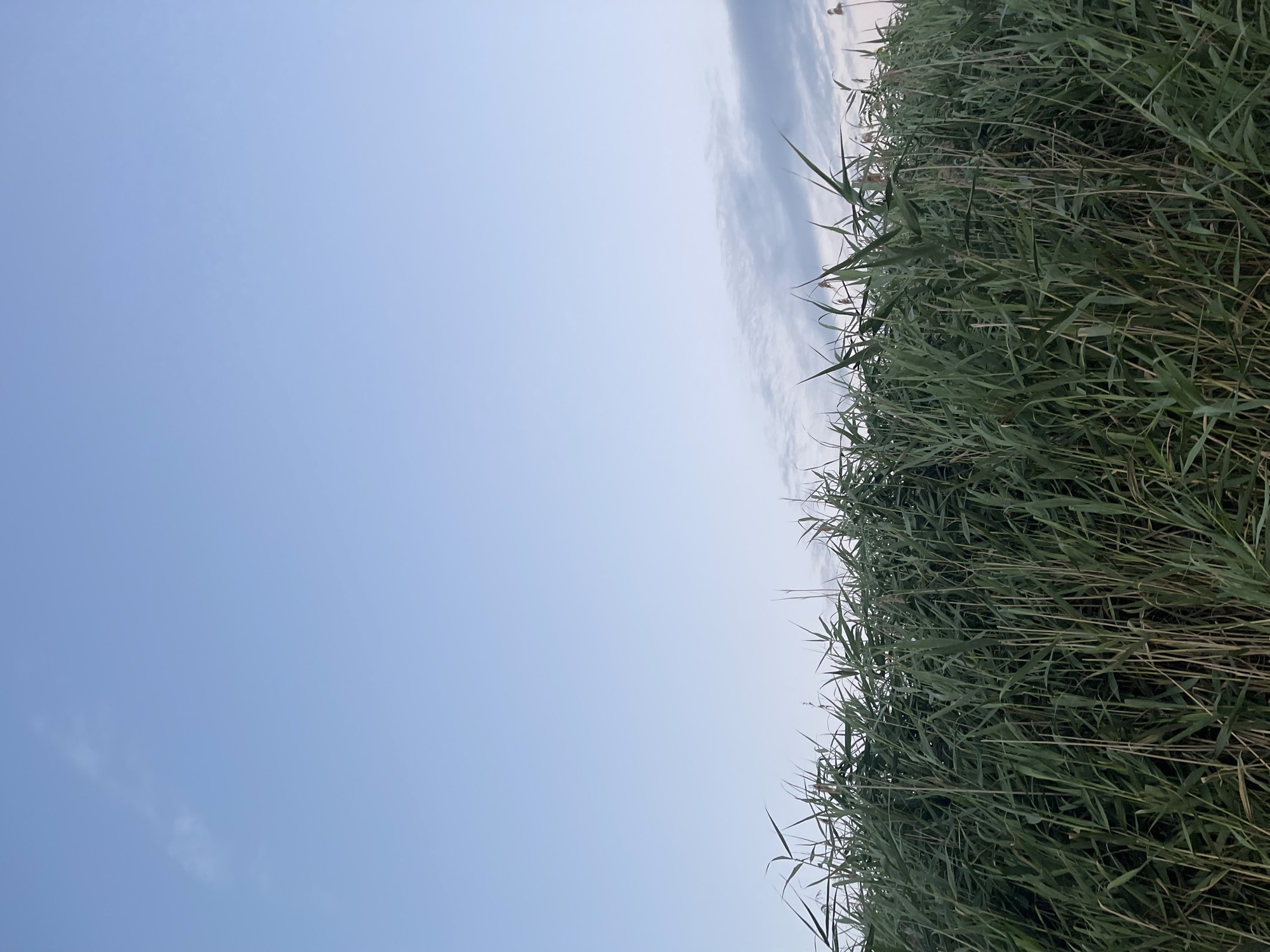 The image depicts a close-up view of tall, green reeds against a pale blue sky with scattered, wispy clouds. The reeds are densely packed and occupy the lower portion of the frame, their long, slender leaves reaching upwards. The sky is largely clear, with a gradient of lighter blue towards the horizon. There are no people, animals, or man-made structures visible in the image. The scene appears to be an outdoor natural environment, possibly a marshland or riverbank. The provided location of Donskoye, Russia, is not visually verifiable from the image content.