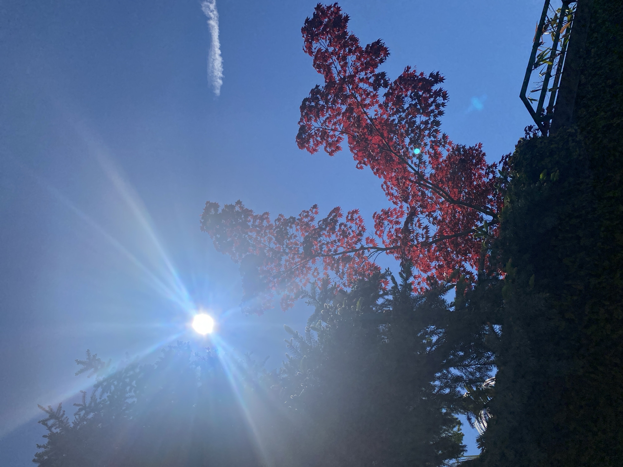 The image is a low-angle shot looking up at the sky in Sochi, Russia. The sky is a clear, bright blue with a single contrail. A vibrant red Japanese maple tree dominates the upper right portion of the frame. The sun is visible through the branches of a coniferous tree in the lower left, creating a lens flare effect. Dense evergreen trees and foliage fill the right and bottom portions of the image, with a dark metal structure partially visible along the top right edge.