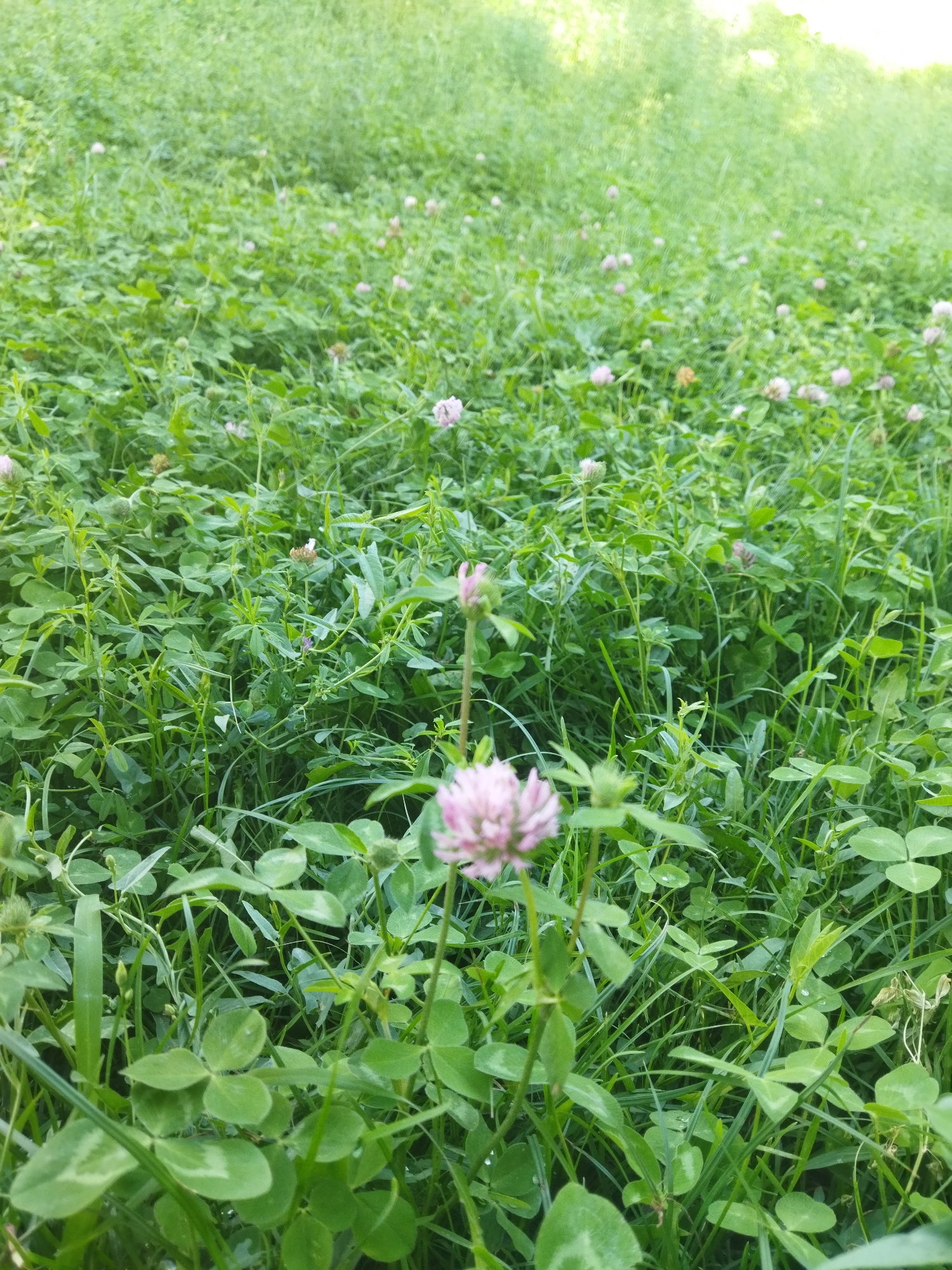 A close-up, low-angle shot captures a field of green clover and tall grass with scattered pink clover flowers. The foreground features several clover plants with their characteristic three-leaf structure, some with developing or blooming pink flower heads. In the midground and background, the dense vegetation continues, with more pink clover blossoms visible, though less distinctly. The lighting suggests it is daytime, with a slightly hazy or overcast sky implied by the soft illumination. The scene is natural and appears to be an undeveloped or park-like area within Mailuu-Suu City, Kyrgyzstan. There are no people or animals visible in the frame. The environment is characterized by lush greenery and the gentle presence of flowering clover.