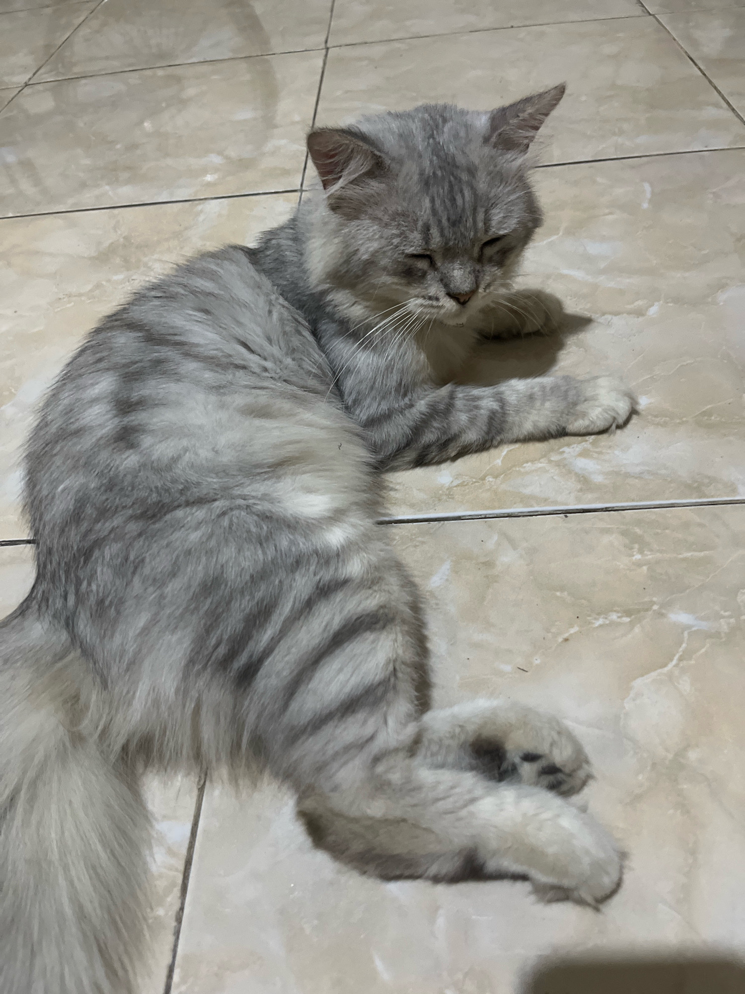 A long-haired, grey tabby cat is lying on its side on a tiled floor. The cat has its eyes closed and its head is resting on its paws. The floor tiles are beige with a marble pattern. The scene appears to be indoors, possibly in a residential setting. No people or other objects are visible in the image. The location is specified as Jatirogo, Indonesia.