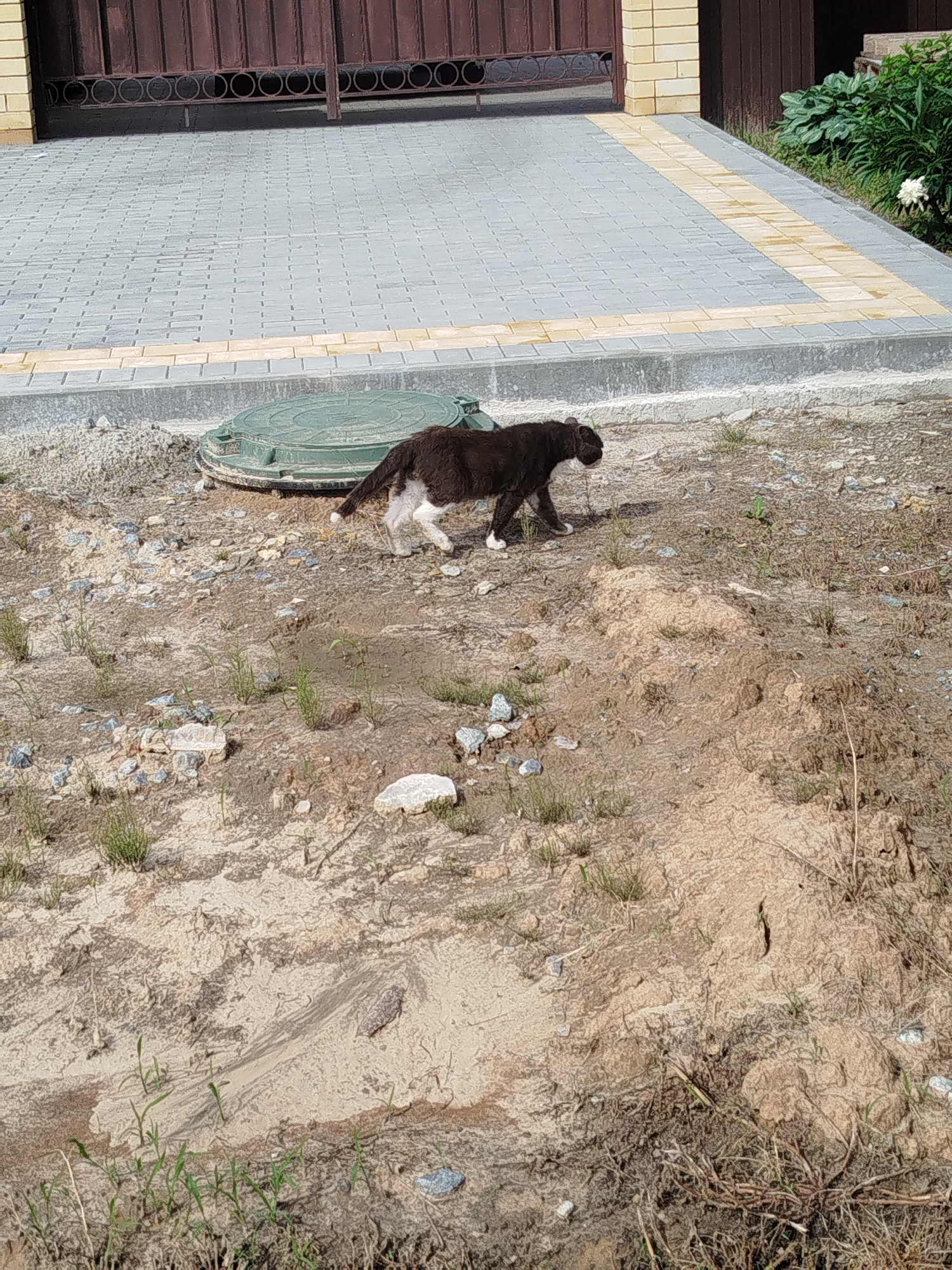 A black and white cat walks across a patch of dirt and gravel in front of a paved area. The cat has a dark brown or black coat with white paws and a white patch on its chest. It is facing to the right, with its tail slightly raised. Behind the cat, a green manhole cover is visible. The paved area is made of light grey interlocking bricks with a yellow border. A dark brown metal fence with circular decorative elements runs along the top of the paved area, behind which is a light brown brick wall. To the right of the paved area, there is dense green foliage and a white flower. The ground is uneven, with patches of dry grass and small stones scattered throughout. The lighting suggests it is daytime, likely sunny, as there are shadows. The scene appears to be outdoors, possibly in a residential or construction area, given the manhole cover and unfinished ground. There is no visible text in the image.