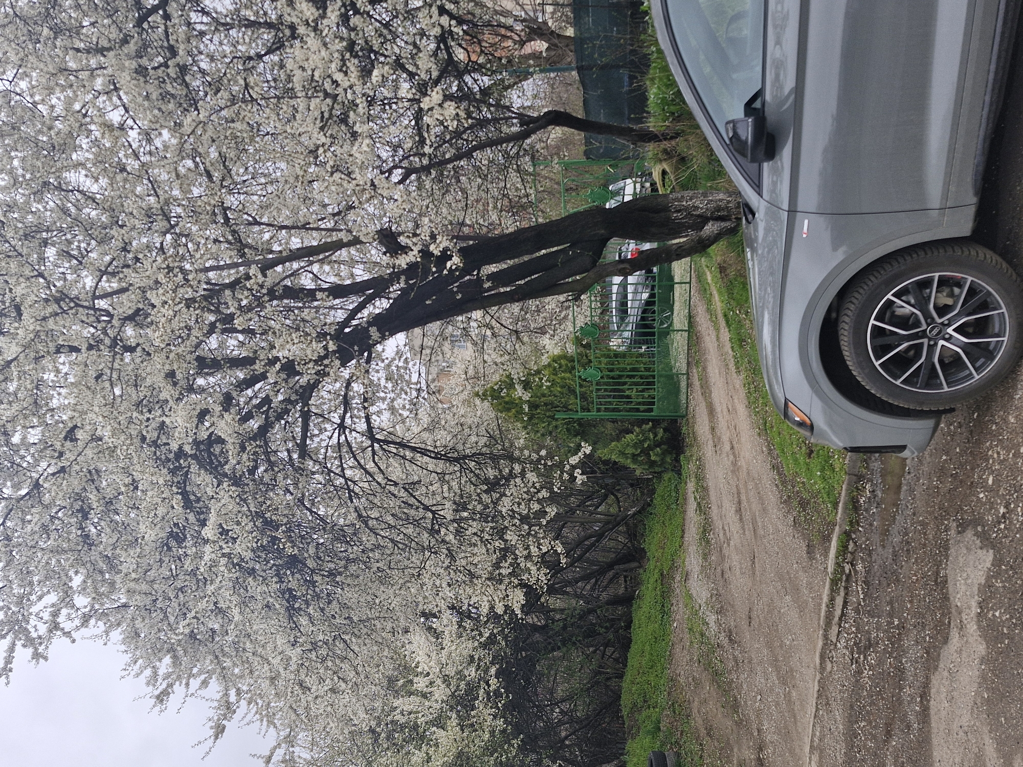 A sideways, medium shot depicts a gray Audi Q3 parked along a narrow, dirt road adjacent to a tree in full bloom with white flowers. The road edge is defined by a strip of grass, and behind the tree is a green metal fence partially obscured by greenery. Through the fence, two parked cars are faintly visible. The sky is overcast. The location is likely in a residential area of Sofia, Bulgaria, based on the architecture and vegetation.