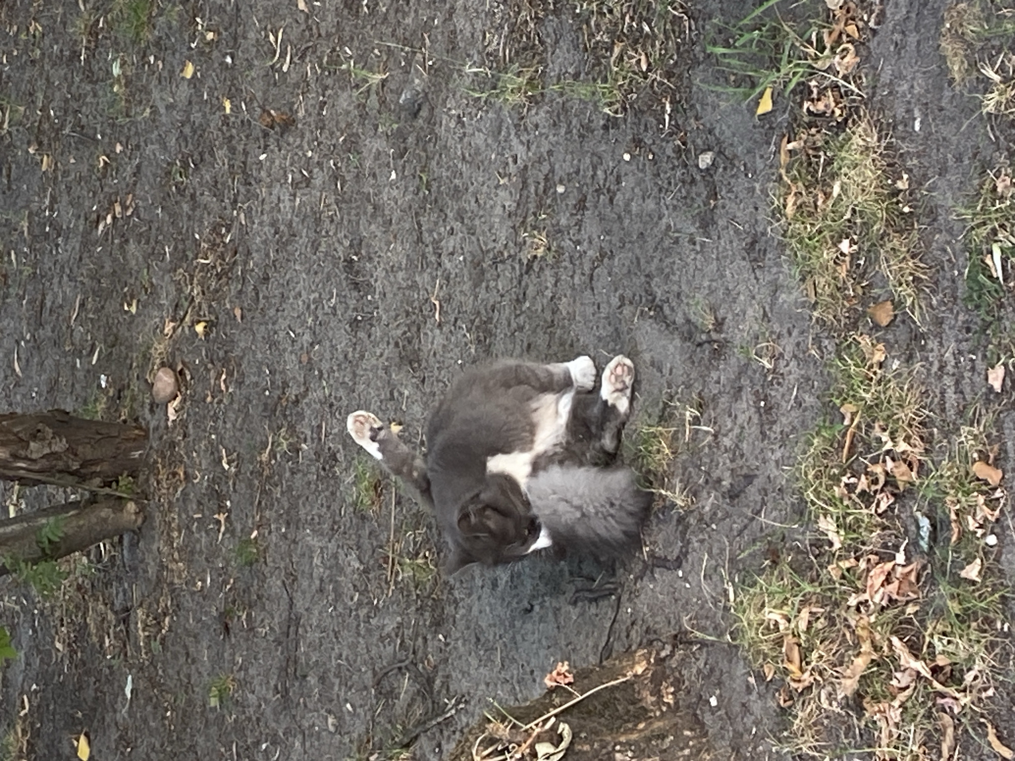 A grey and white cat is grooming itself on the ground near the base of a tree. The ground is covered in dirt and dry leaves, with patches of grass. The cat is lying on its side, with its hind legs extended. Its tail is curled around its body. The cat is facing away from the camera. The scene appears to be in a park or natural area, possibly in Brest, Belarus, given the presence of trees and unpaved ground. The lighting suggests it is daytime.