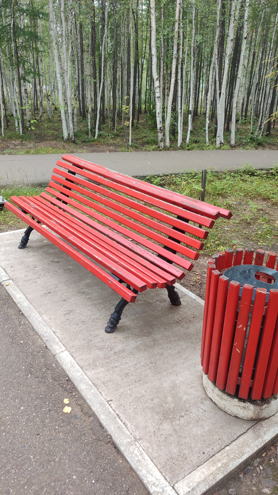 A red park bench sits on a concrete pad next to a red trash receptacle. The bench is made of red slats and black metal legs. The trash receptacle is cylindrical and also made of red slats. Behind the bench and trash receptacle is a path that curves to the left, leading into a dense forest of birch trees with white bark and green leaves. The ground is covered in patchy grass and fallen leaves. The scene is set in Mirny, Russia.