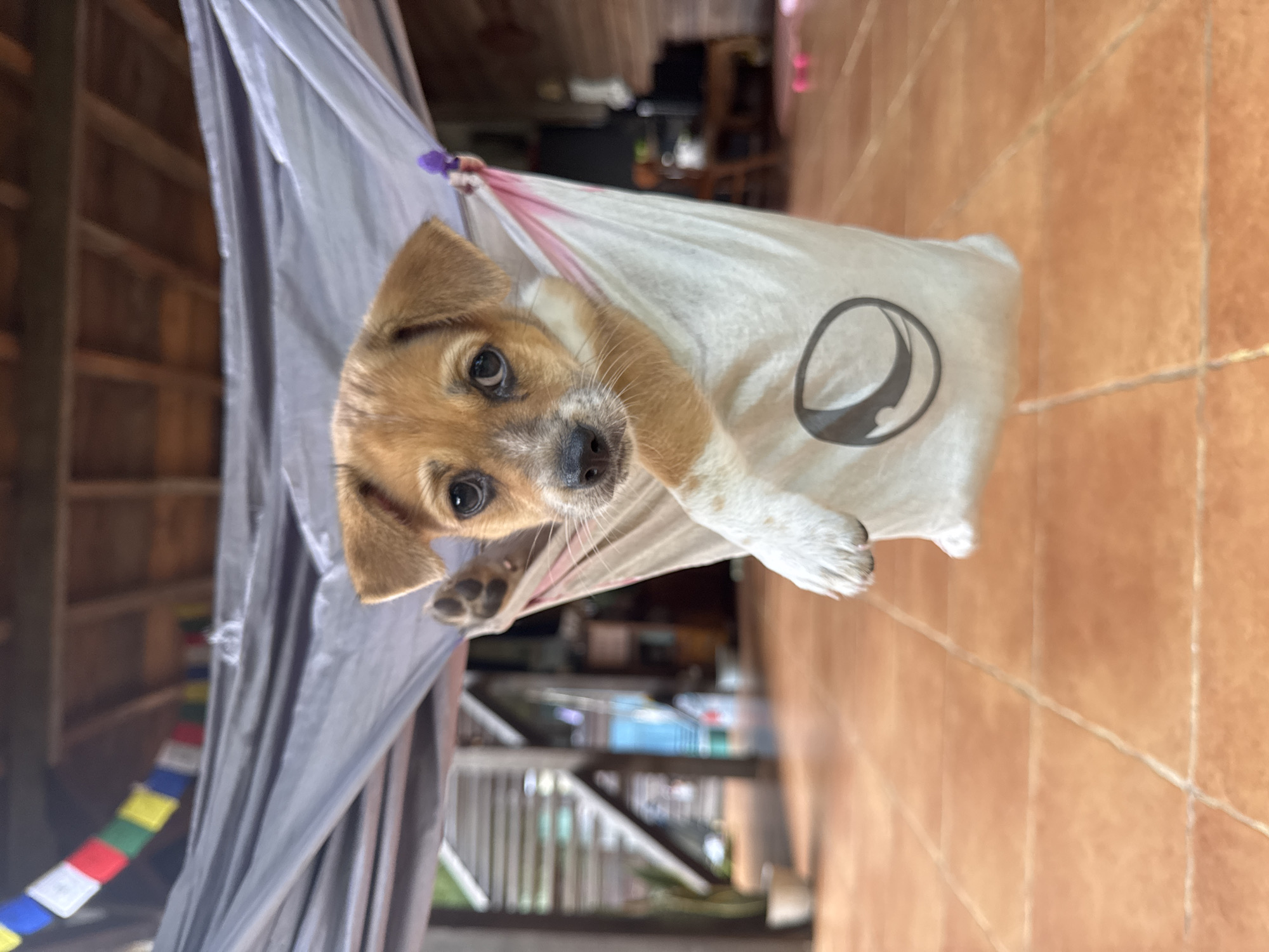 A small, brown and white puppy with dark, curious eyes looks directly at the viewer from inside a white plastic bag, which is suspended like a makeshift hammock. The puppy's fur is light brown on its head and back, with white markings on its snout, chest, and front paws. One white-furred paw is visible extending from the bag's opening.
The white plastic bag features a black circular logo with a white crescent moon-like shape inside and a small black dot, resembling a stylized eye or symbol. The bag appears to be held in place by a purple clip or tie at its upper edge.
In the background, to the left of the puppy, a dark grey, translucent fabric or sheet hangs vertically. Behind this fabric, blurred wooden slats and structures suggest an interior wooden wall or furniture. Faintly visible further to the left and below the grey fabric are strings of colorful prayer flags, featuring squares of red, yellow, green, blue, and white.
To the right of the puppy and extending downwards, is a light orange-brown tiled floor with visible grout lines. The lighting suggests it is daytime. The puppy appears curious, innocent, and content in its unique resting place. The setting, with its wooden elements and tiled flooring, is consistent with a dwelling in Kediri, Indonesia. No people are visible.