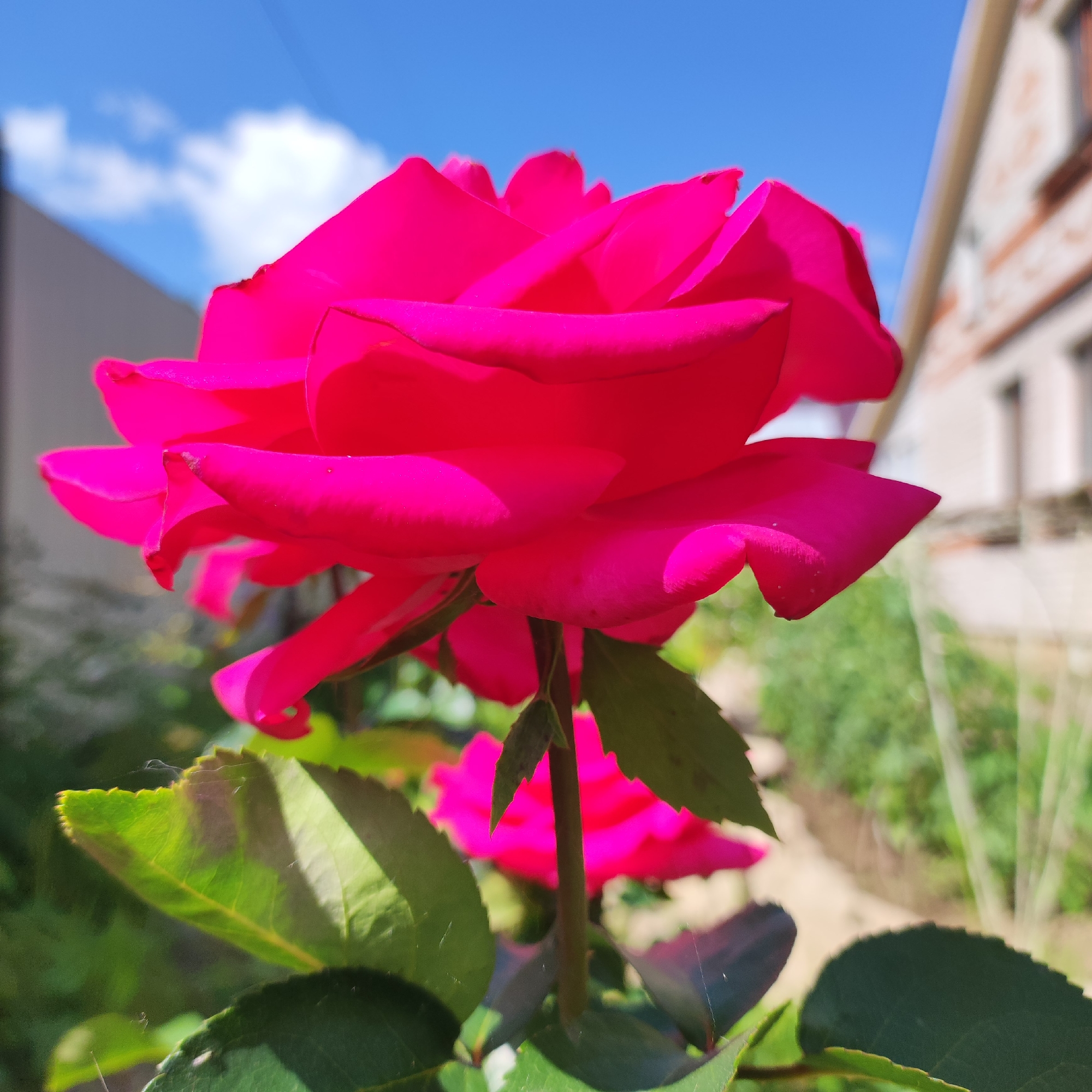 A close-up, eye-level shot captures a vibrant, fuchsia-pink rose in full bloom against a bright blue sky with scattered white clouds. The rose's petals are richly textured, with deep shadows and highlights emphasizing their curves and folds. The stem and dark green leaves of the rose are visible, with fine spiderwebs adding delicate detail to the foliage. In the background, a blurred building with light-colored walls and dark window frames suggests an urban or suburban setting. The ground beneath the rose appears to be a dirt path with green foliage, indicative of a garden or park. This scene is consistent with a typical summer day in Navoloki, Russia, where such gardens are common. There are no people or animals present in the image.