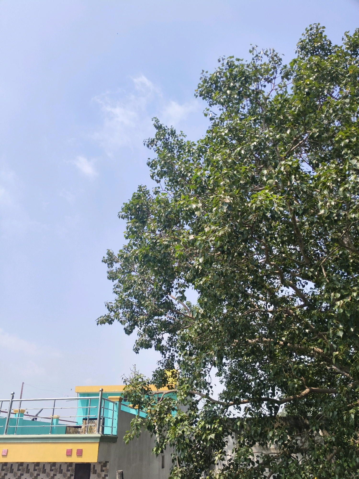 An outdoor, medium shot captured from a low angle depicts a large tree with lush green foliage dominating the right side of the frame. The tree's branches extend across the upper right quadrant, obscuring parts of the pale blue sky which contains a few wispy white clouds. In the background, on the left side, a building is visible. The building features a yellow-painted top section and a vibrant teal railing around its upper level, indicating it might be a balcony or rooftop area. A portion of the building's lower section is grey, with a patterned lower facade. The scene appears to be set in Arang, India, under a clear sky. There are no people or animals visible in the image. The lighting suggests it is daytime.