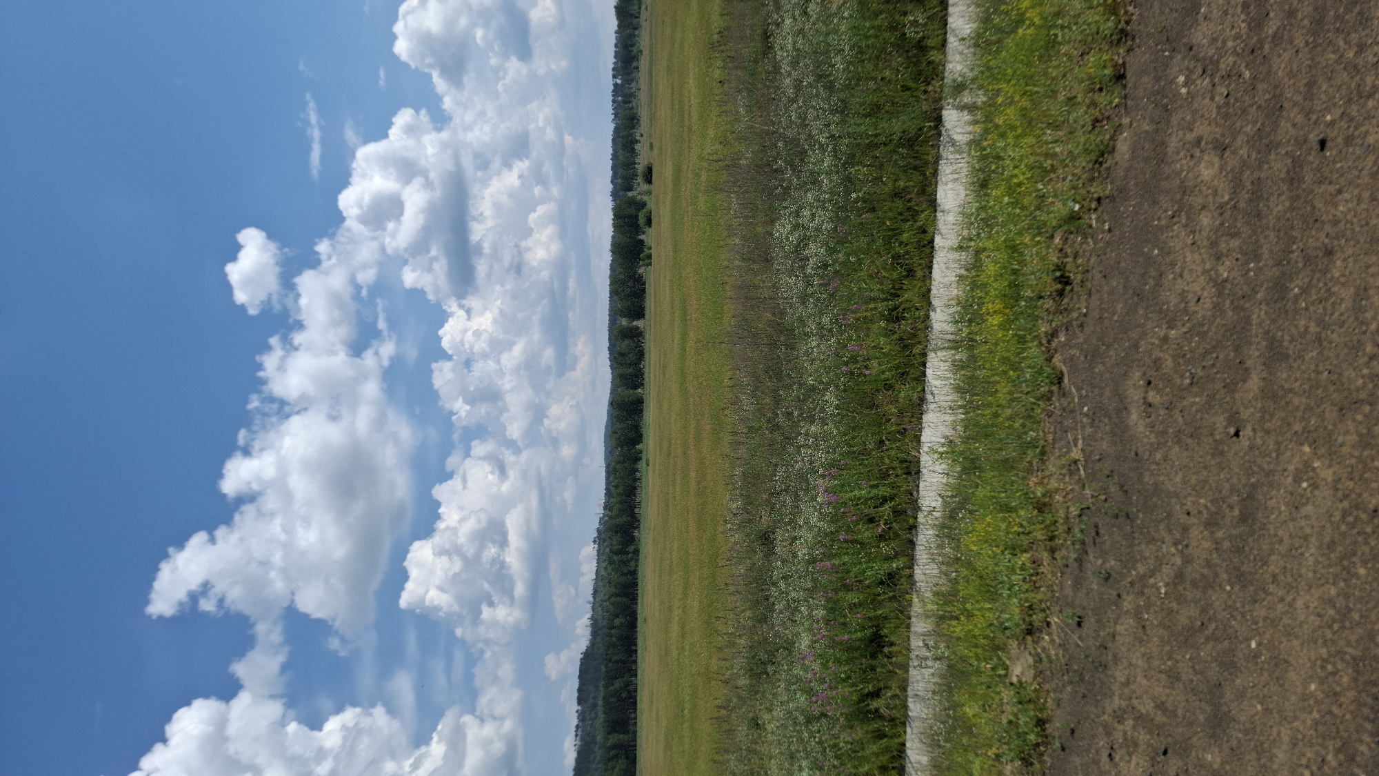A wide, horizontal outdoor shot shows a rural landscape under a bright, cloudy sky. The foreground is a dirt path with some green weeds. A line of concrete runs horizontally, separating the path from a large, green field. The field is dotted with small purple and white wildflowers and appears to be agricultural land or a meadow. In the distance, a dense line of dark green trees forms a horizon, with a faint line of hills behind them. The sky is a vibrant blue with scattered, fluffy white clouds. There are no people or animals visible in the image, and no specific landmarks indicate a precise location within Nizhny Ingash, Russia, beyond it being a rural area.