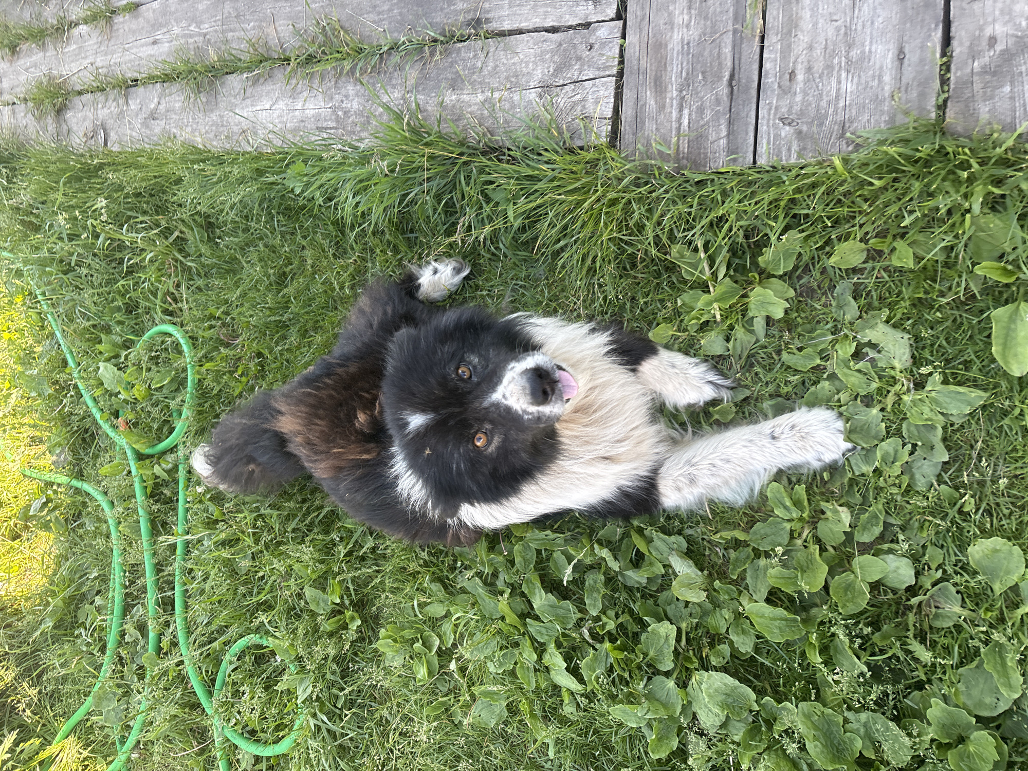 A black and white shaggy dog is lying on green grass next to a wooden walkway. The dog has a fluffy mane and tail, and its tongue is hanging out. The grass is green and lush, with some small white flowers and broad green leaves scattered throughout. A green garden hose is coiled on the grass in the upper left corner of the image. The wooden walkway is made of weathered planks and runs along the right side of the image. The scene appears to be in a backyard or garden.
