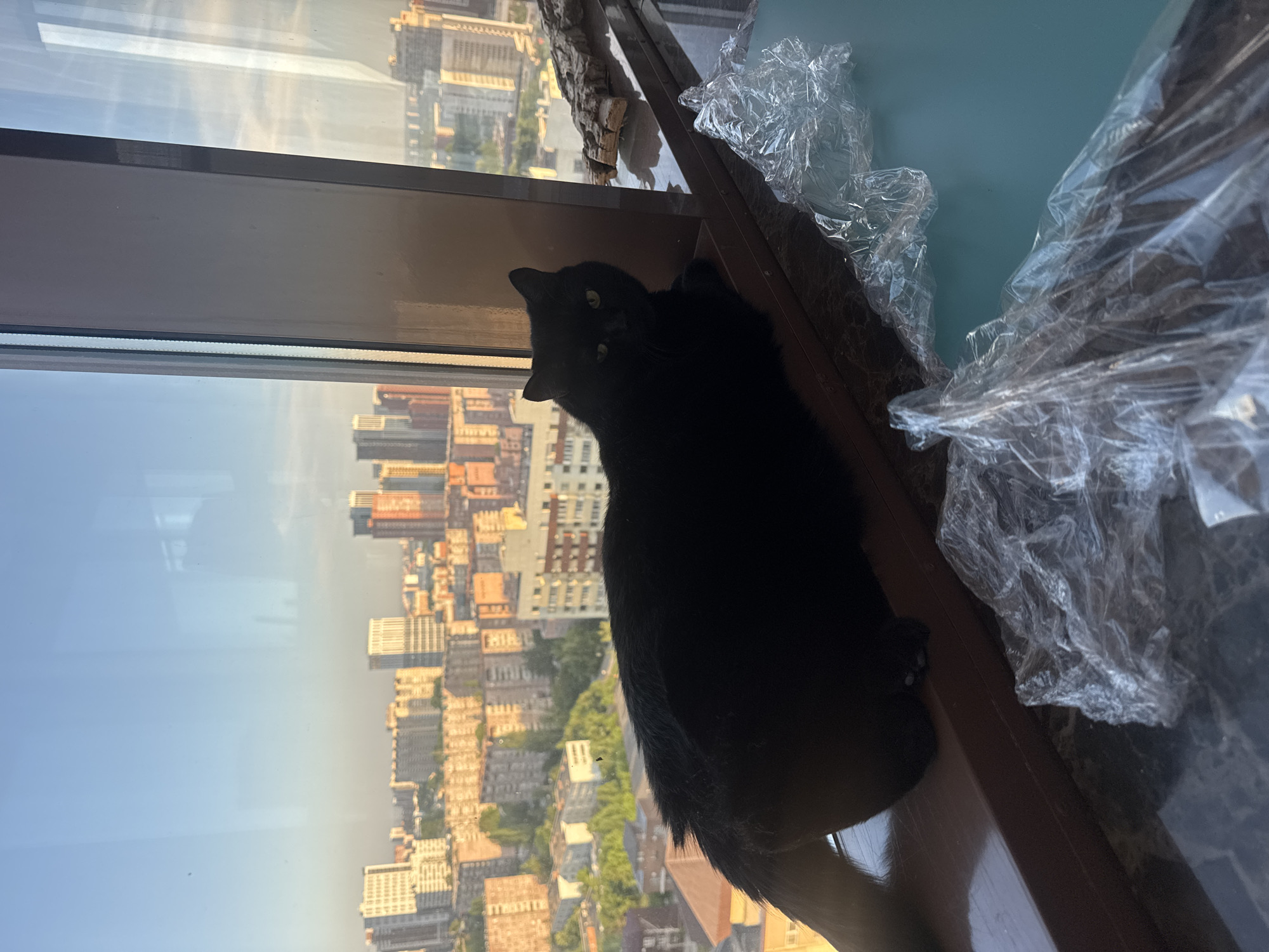 A black cat sits on a window ledge, looking towards the camera. Outside the window is a view of a city skyline, including numerous tall buildings and trees. The skyline suggests an urban setting. The city is not Novosibirsk, Russia. There is some plastic material near the cat on the ledge. The window frame appears to be brown.