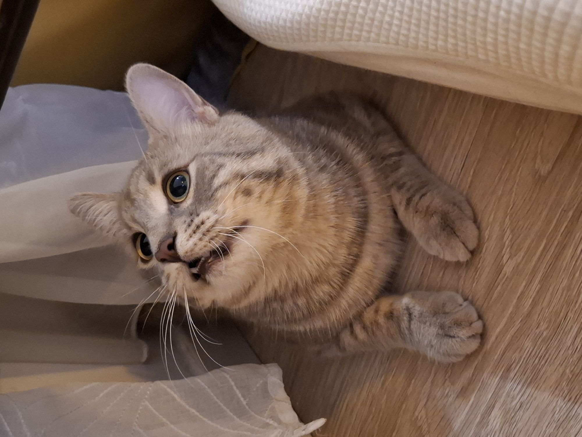 A tabby cat with green eyes and a light brown coat is lying on a wooden floor, looking upwards. The cat is partially obscured by sheer white curtains on the left and a textured cream-colored surface on the right. The background appears to be indoors, with hints of furniture or walls. There is no indication of the location being in Zemun Urban Municipality, Serbia.