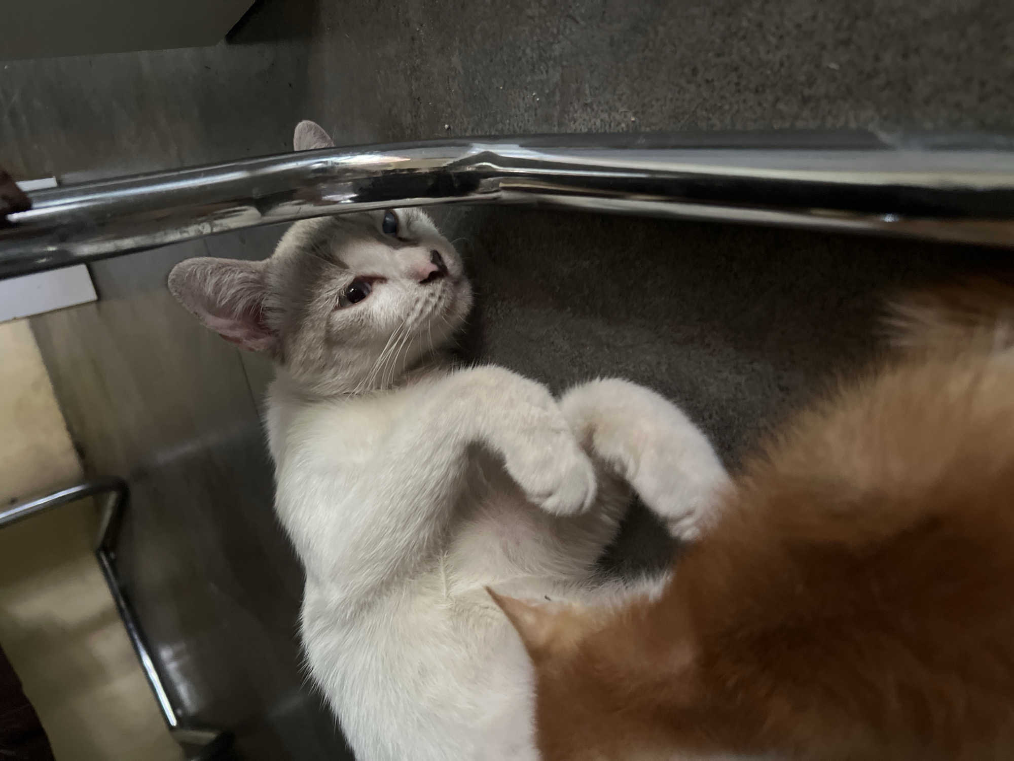 A white cat with light gray markings on its face and blue eyes lies on a dark gray surface, possibly concrete or tile. The cat is curled up, with its paws tucked underneath its body. Next to the cat, a ginger kitten is partially visible, appearing to be nuzzling against the white cat. A shiny metal pole, likely part of a piece of furniture, runs vertically along the right side of the image, partially obscuring the cat's face. The background is a blurred, dimly lit indoor environment, with hints of furniture and a wall. The scene is likely within a residential setting in Klapanunggal, Indonesia, judging by the context.