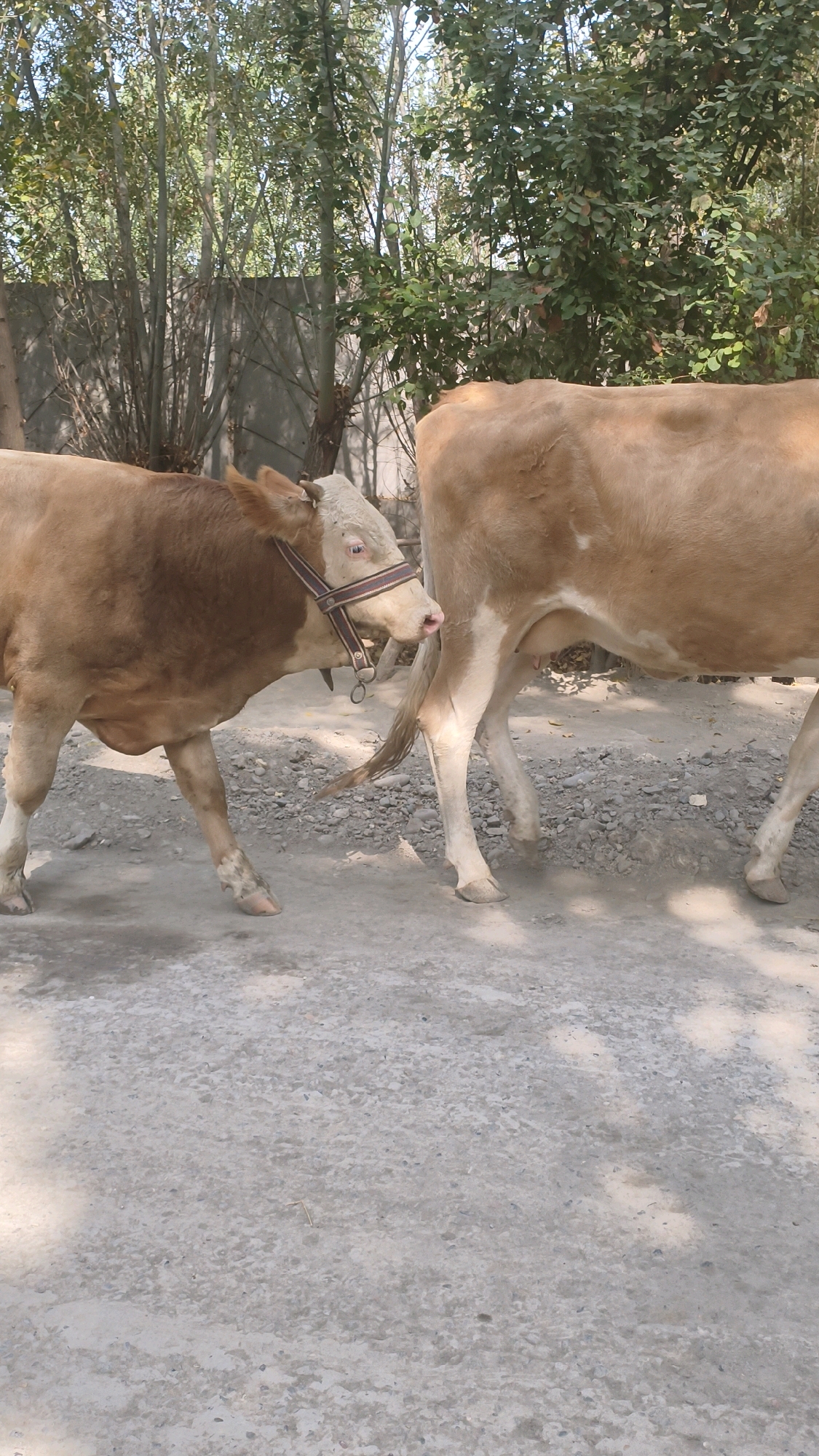 In Mehnatabad, Uzbekistan, two cattle, one smaller and one larger, walk across a gravelly dirt road bordered by trees. The smaller cow, on the left, faces left and wears a dark and light-patterned halter with metal rings. Its coat is predominantly tan with some white markings on its face and legs. The larger cow, on the right, faces right, with its hindquarters and legs visible, showing a tan coat with some white markings. The background consists of lush green trees and foliage, with a concrete wall or fence visible behind the smaller cow. The lighting suggests it is daytime, with shadows cast on the road from the trees.