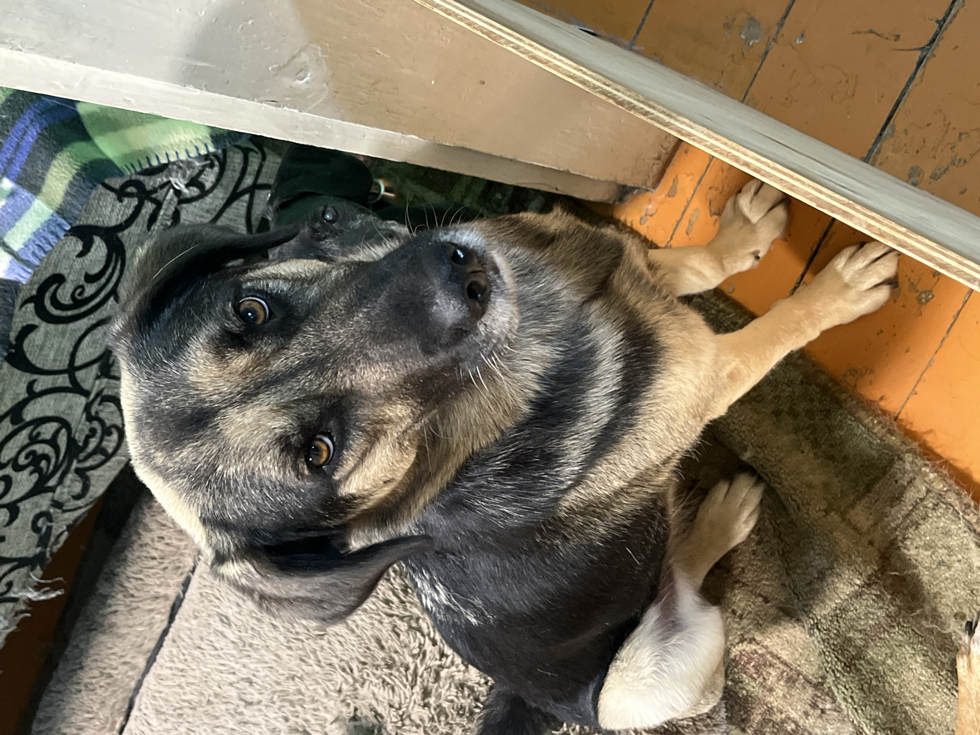 The image shows a German Shepherd dog lying down. The dog is looking up at the camera with large, expressive brown eyes. Its fur is a mix of tan, black, and grey, with distinct markings on its face and body. The dog is lying on a rug or blanket, which is a muted green color with a subtle pattern. Behind the dog, there is a wooden structure, possibly a shelf or piece of furniture, and a wooden floor. A green and blue plaid blanket is visible to the left of the dog. The overall setting appears to be indoors, likely in a home. The lighting suggests it could be daytime, but it's difficult to determine the exact time. The dog's posture and gaze convey a sense of curiosity and perhaps a little bit of playfulness. There is no visible text in the image. The location context provided is Nizhny Tagil, Russia.