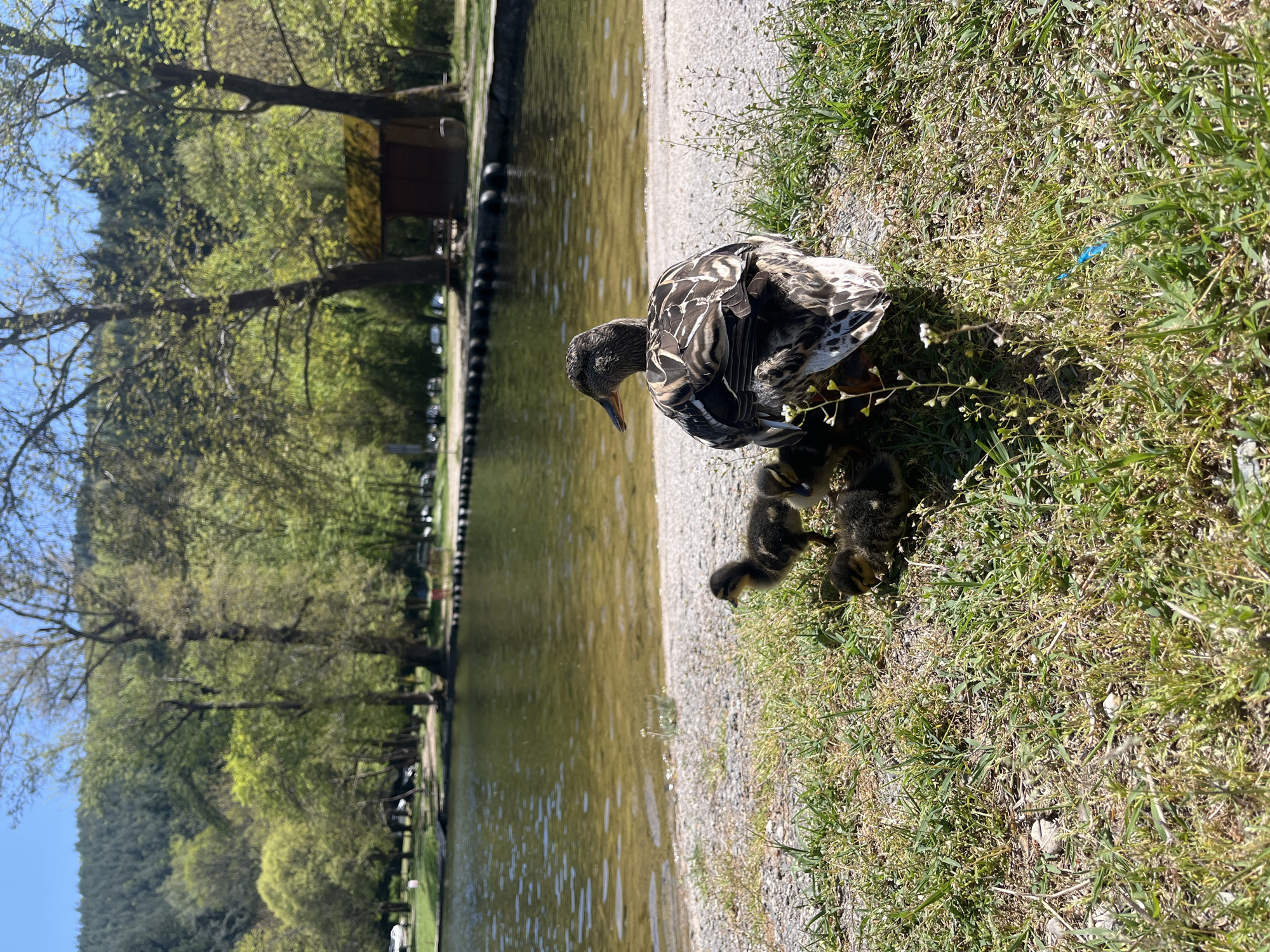 This outdoor image, taken in Blagoevgrad, Bulgaria, depicts a peaceful natural scene centered around a mother duck and her ducklings. In the foreground, a patterned mallard duck stands on a patch of green grass, looking downwards towards a cluster of small, fluffy ducklings huddled near her feet. The ducklings appear to be dark brown and yellow.
Adjacent to the grass is a light-colored gravel path, which borders a calm body of water, possibly a lake or river. The water, reflecting the clear blue sky and verdant surroundings, stretches into the midground. A line of black buoys floats along the water's edge, indicating a marked area.
The background is dominated by lush green trees, some with full foliage and others with lighter, fresher leaves, suggesting spring or early summer. A small, dark wooden structure or hut is nestled among the trees on the far bank. Beyond the immediate tree line, the landscape features gently sloping hills covered in dense greenery.
The scene is bathed in bright, clear daylight, with strong sunlight illuminating the subjects and casting shadows, implying a sunny mid-morning or afternoon. The sky, visible above the trees on the left, is a vibrant blue. A minor detail includes a small piece of blue plastic partially visible in the grass near the mother duck. There is no visible text in the image.
