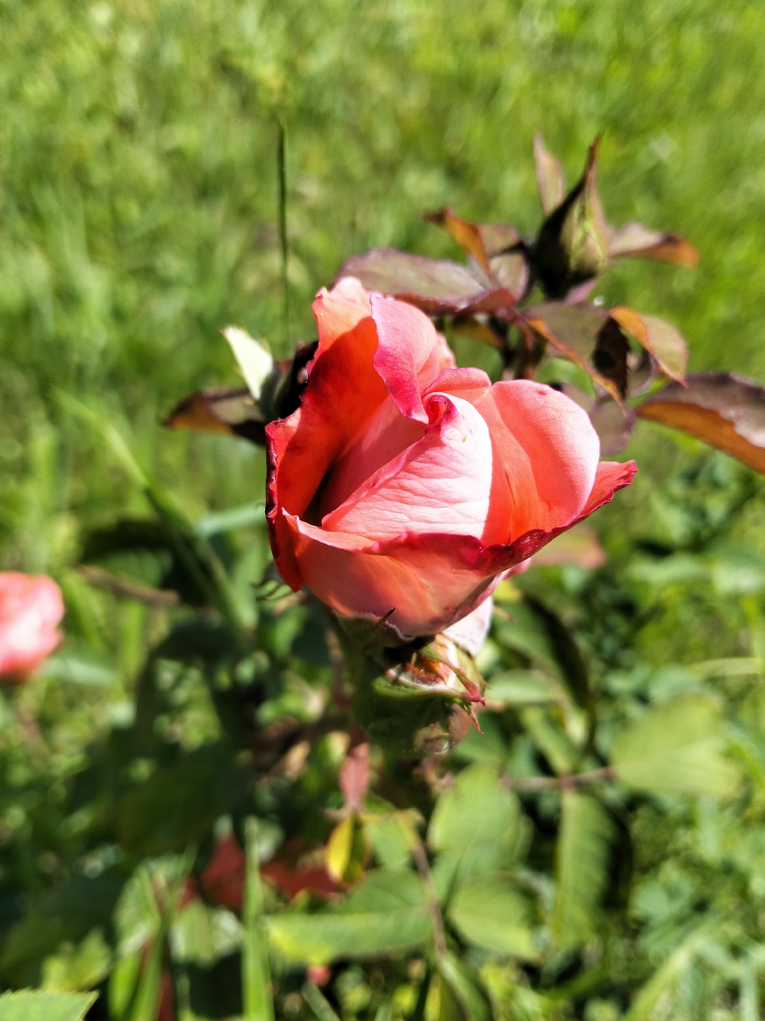 A single, partially opened rose bloom, predominantly coral and pink hues with dark red edges, is the central subject. The rose is positioned in the foreground, angled to the right, with its petals unfurling. Behind the rose, a green, grassy background is visible, with some out-of-focus leaves and a rose bud further back on the right. The lighting suggests a bright, sunny day. This scene is located in Ivancea, Moldova, within a garden setting.