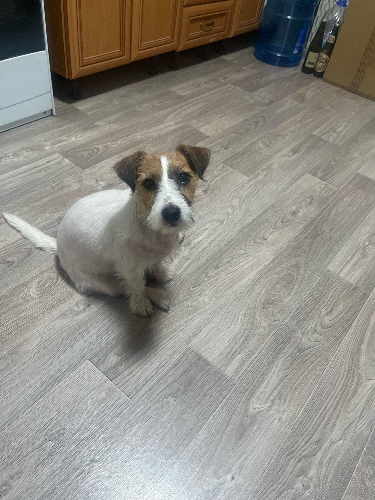 A Jack Russell Terrier dog sits on a light gray wood-grain laminate floor. The dog is predominantly white with brown markings on its head. Its tail is extended to the left. In the background, there are wooden kitchen cabinets. To the right of the cabinets, there is a large blue water dispenser and two glass bottles. A cardboard box is visible to the far right. The lighting appears to be from an overhead source. The image does not provide any information about the location in the city of Perm, Russia.