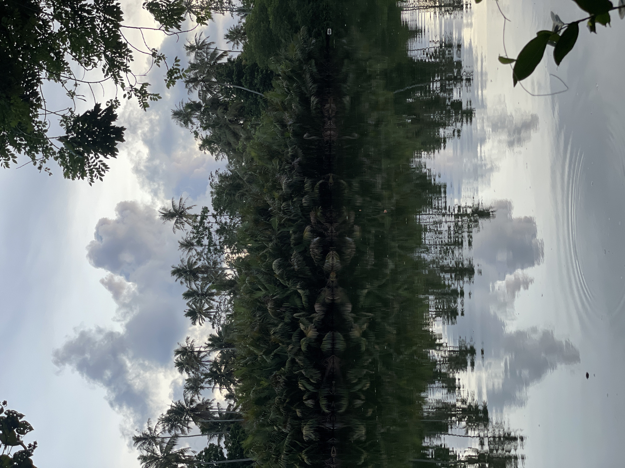 The image displays a serene landscape featuring a body of water, likely a lake or pond, and a dense line of tropical trees, set against a partly cloudy sky. The photograph, when viewed in its natural orientation (rotated 90 degrees counter-clockwise from the original file), shows the sky at the top, a tree line in the middle, and water with reflections at the bottom.
In the upper section, a bright sky with scattered, fluffy cumulus clouds transitions to a light grey. Dark green foliage from the canopy of unseen trees partially frames the top corners. Below the sky, a prominent line of lush, verdant trees runs horizontally across the middle of the frame. This arboreal barrier is composed of various types of trees, including numerous tall palm trees that are especially noticeable on the right side of this treeline, and other leafy trees on the left.
The lower half of the image consists of the calm water, which acts as a natural mirror, perfectly reflecting the trees and the cloudy sky above. The reflections are slightly disturbed by subtle ripples, particularly noticeable in the bottom right, adding texture to the otherwise smooth surface. The lighting suggests it is either late afternoon or early evening, characterized by soft light and the absence of harsh shadows. The scene is static, depicting a tranquil natural environment, consistent with a tropical location like Peleana, Sri Lanka. No specific activity or event is taking place, and there is no visible text.