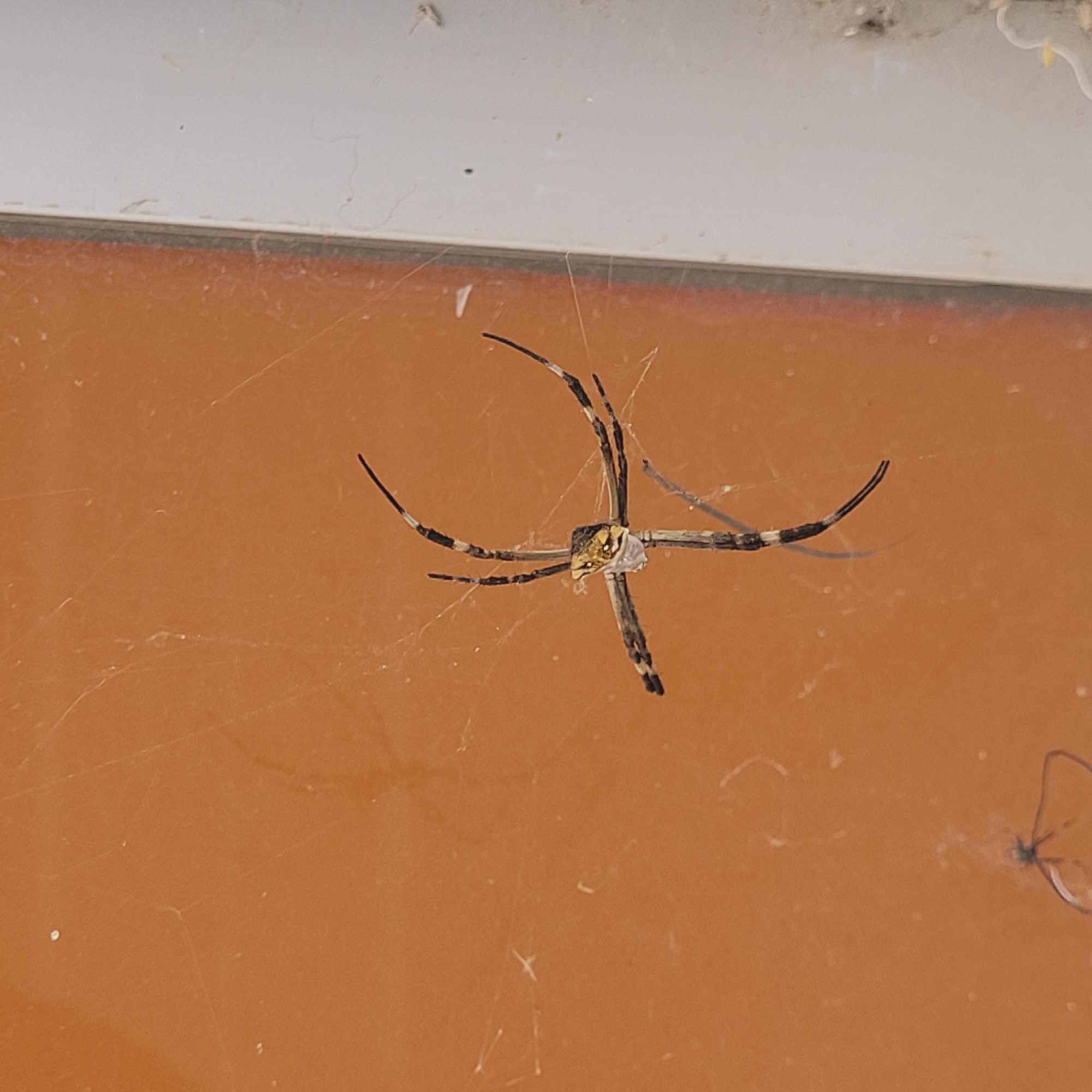 A banded garden spider (Argiope trifasciata) is centered in the image, suspended in its web. The background is a close-up of what appears to be an orange wall with a white trim along the top edge. The web is attached to this surface. The spider is positioned with its legs spread out, as is characteristic for this species. The web shows the typical structure of an orb-weaver spider's web. Small specks are scattered on the white trim and orange wall, possibly debris or insects. The image offers no additional details suggestive of a specific location within San Fernando del Valle de Catamarca, Argentina, or any information about people, interactions, or actions related to the spider and its environment.
