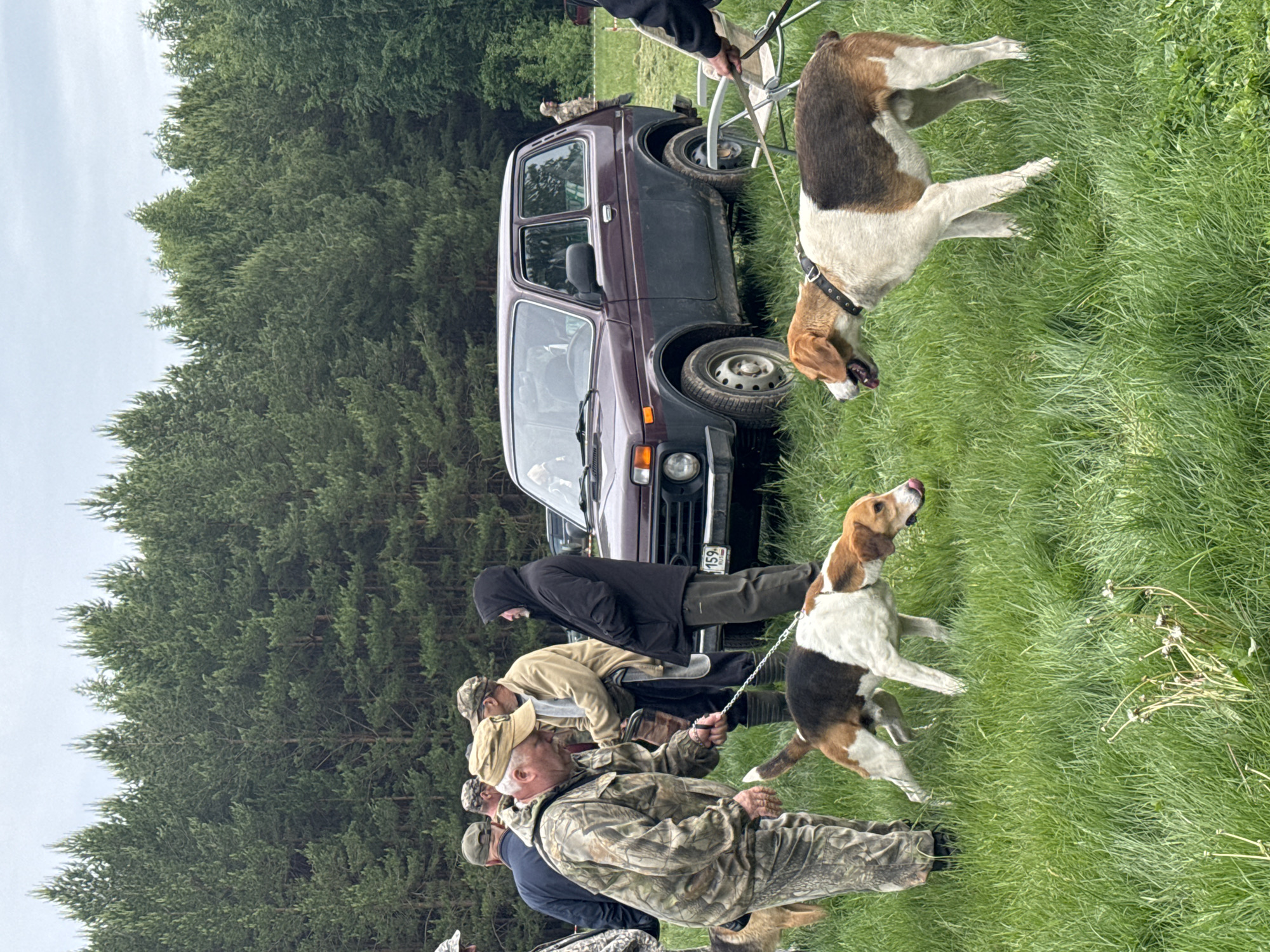In a field adjacent to a forest, a group of people and two hunting dogs are positioned next to a burgundy Lada Niva SUV. The location is geolocated to Chaikovsky, Russia based on the presence of a license plate with the regional code "159 RUS". The people are dressed in a mix of casual and hunting attire, including camouflage patterns. One person wears a black hooded jacket. The dogs, both of which appear to be of the hound breed, are on leashes. One dog is white with brown and black markings, while the other is predominantly white with brown markings and a black patch on its back. The SUV is parked on a slight incline. The background consists of a dense forest with tall evergreen trees. The sky is overcast.