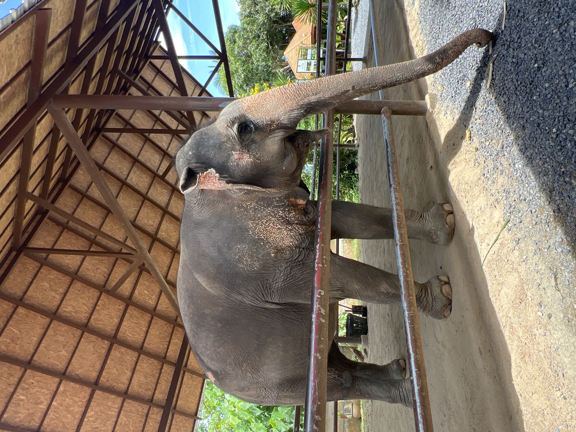 An adult elephant stands inside a shaded enclosure at a sanctuary in Baan Thurian, Thailand. The enclosure has a wooden roof supported by metal poles. The ground is covered with sand and gravel. The elephant's trunk is reaching down towards the ground, possibly picking up food. In the background, there are trees and a small building with a distinctive orange roof. The elephant appears to be alone in the enclosure.