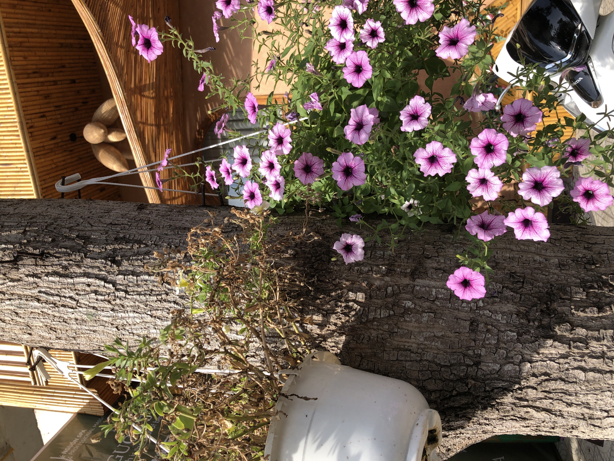 This image depicts a tree trunk with hanging baskets of vibrant pink petunias in front of a building with a bamboo facade. The scene is likely located in Đà Nẵng, Vietnam, given the context provided. A white plastic planter containing wilted, dry plants hangs on the left side of the tree. To the right, a lush cascade of pink petunias with dark centers overflows from a hanging basket, some flowers reaching towards a white scooter parked below. The background shows the textured bamboo exterior of a building, with a decorative wooden sculpture suspended from the ceiling. Sunlight casts shadows across the scene, highlighting the textures of the tree bark and the vibrant petals.