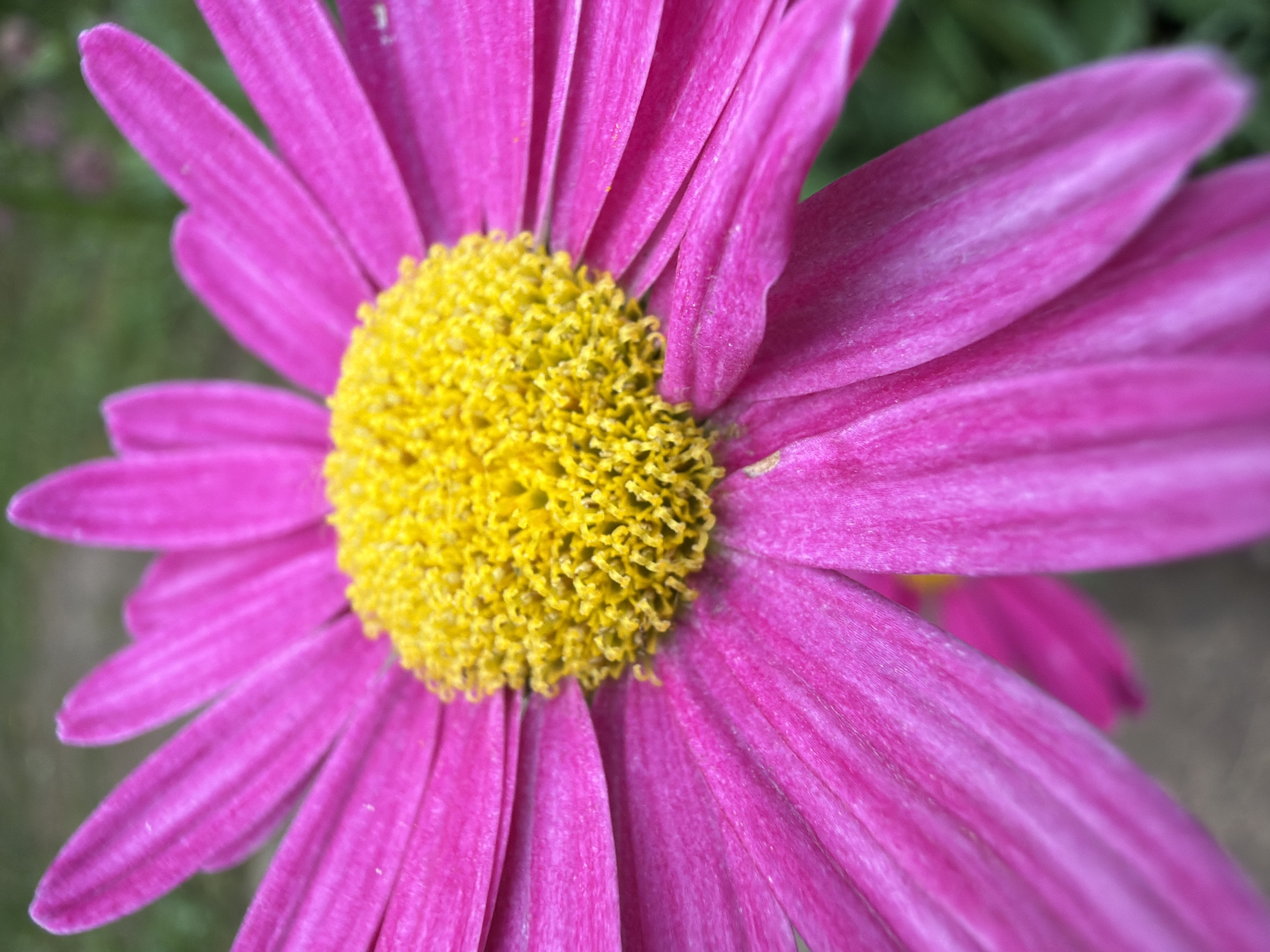 A close-up, overhead shot of a vibrant pink daisy with a bright yellow center is the primary subject. The petals are long and slender, radiating outwards from the central disc florets, which are densely packed and textured. The flower is in focus, with a shallow depth of field blurring the background into soft green and grey tones, suggesting an outdoor, natural setting. There is no indication of human presence or any specific landmarks that would pinpoint a location in the city of Petukhi, Russia.