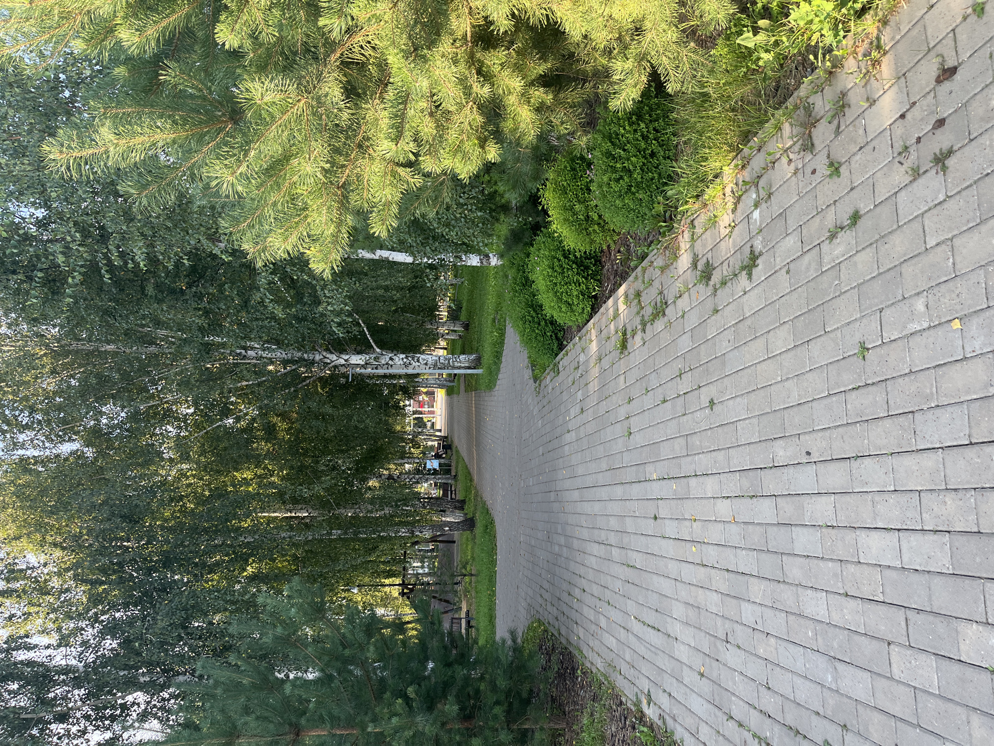 The image shows a paved walkway in a park or public area. The walkway is made of rectangular grey pavers and curves to the right, disappearing into the distance. On either side of the walkway are trees, including birch trees with white bark and pine trees with green needles. There are also some low, manicured green bushes lining parts of the walkway. In the background, glimpses of playground equipment and park benches can be seen. The lighting suggests it is daytime, possibly late afternoon, with sunlight filtering through the trees. The scene appears to be located in a well-maintained urban park.