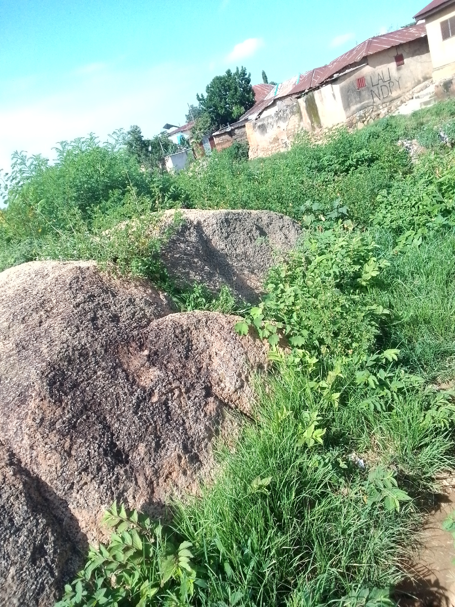 The image captures an outdoor scene under a bright blue sky, likely in Jos, Nigeria. In the foreground, large, textured granite boulders dominate the left side, partially covered by lush green grass and foliage. The rocks appear weathered and have a granular surface. Behind the rocks, a dense expanse of green vegetation thrives.
In the background, several buildings with corrugated iron roofs are visible, suggesting a residential or semi-urban area. One building, in particular, has graffiti on its wall that appears to read "LAU NDRY." The structures seem to be of modest construction. The overall impression is one of a slightly unkempt, natural environment adjacent to a developing settlement. There are no people visible in the frame.
