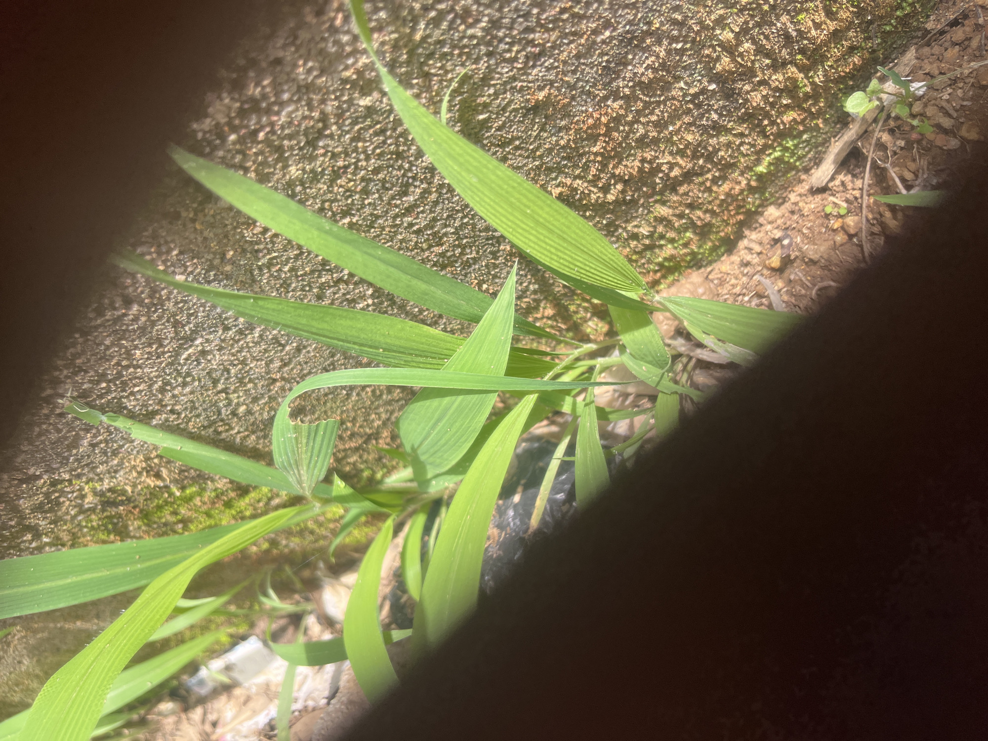 This image displays a cluster of green monocotyledonous plants, consistent with grass or similar herbaceous species, growing from reddish-brown soil interspersed with small stones and gravel. The scene is located in Jos, Nigeria. The plants exhibit prominent parallel venation on their leaves, some of which show evidence of partial tearing or consumption. To the right, a textured, light brown concrete or stone surface with a granular finish extends vertically, supporting patches of light green moss in various areas. Smaller, emergent green seedlings are visible within the soil. The scene is brightly illuminated, indicating direct sunlight, with a substantial, irregular dark shadow obscuring portions of the lower left and upper central frame. No human figures, animals, or overt actions are present.