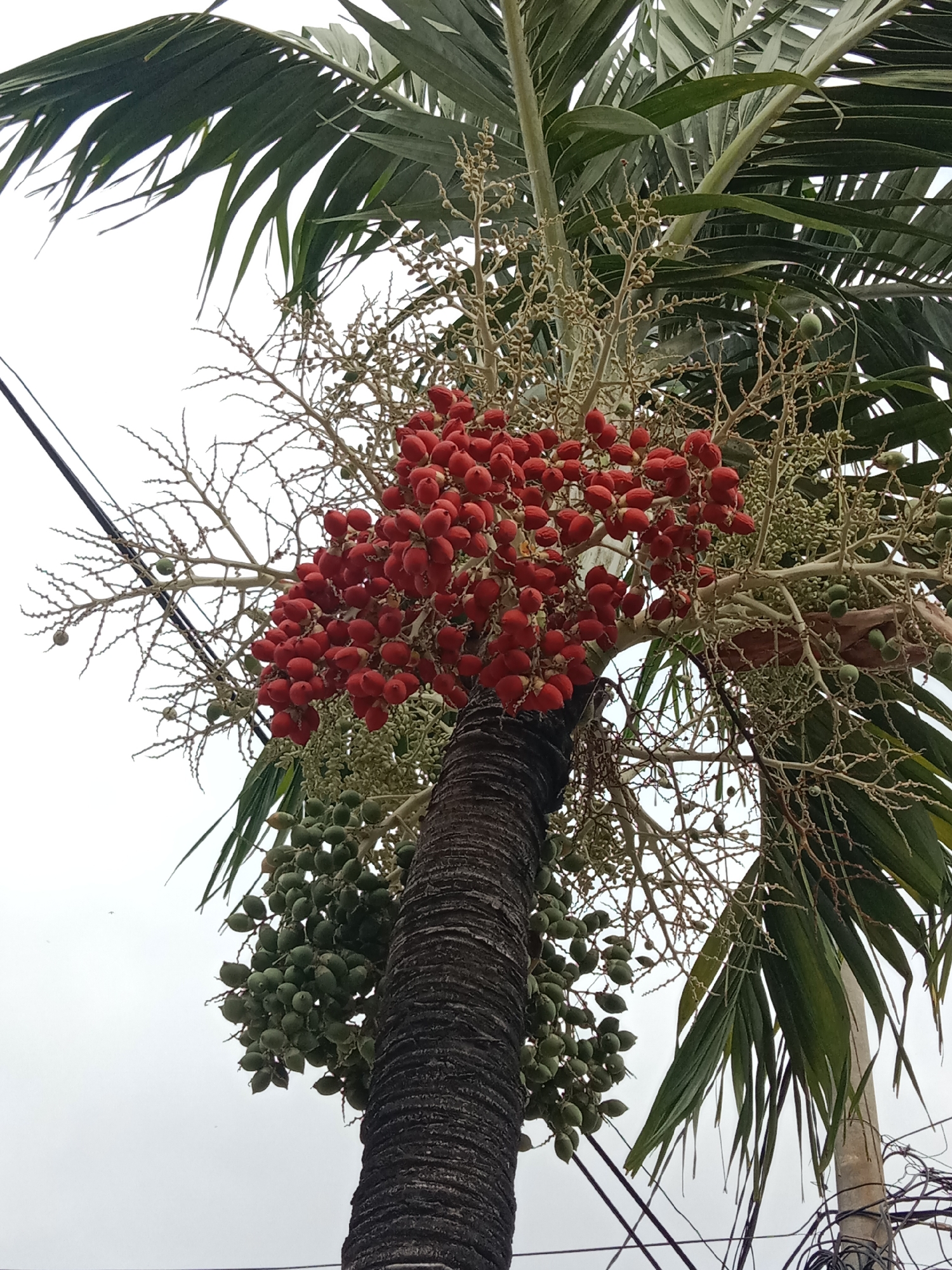 The image shows a close-up, low-angle view of a palm tree trunk with clusters of fruit hanging from it, set against an overcast sky. The trunk is dark brown with a rough, textured surface. Large, green palm fronds extend upwards and to the left. One large cluster of bright red, oval-shaped fruits is prominent in the upper center of the image. To the left and below this red cluster are smaller, lighter-colored immature fruits or developing blossoms. Below and to the left of the red fruits, there is a larger cluster of green, oval-shaped fruits. Thin, wiry branches with a delicate structure extend from the main fruiting stalks. Several black electrical wires are visible in the foreground and background, crossing the frame horizontally and diagonally. The overall impression is of a tropical environment, likely a residential or urban area given the presence of utility wires. The image was taken in Ngingas, Indonesia.