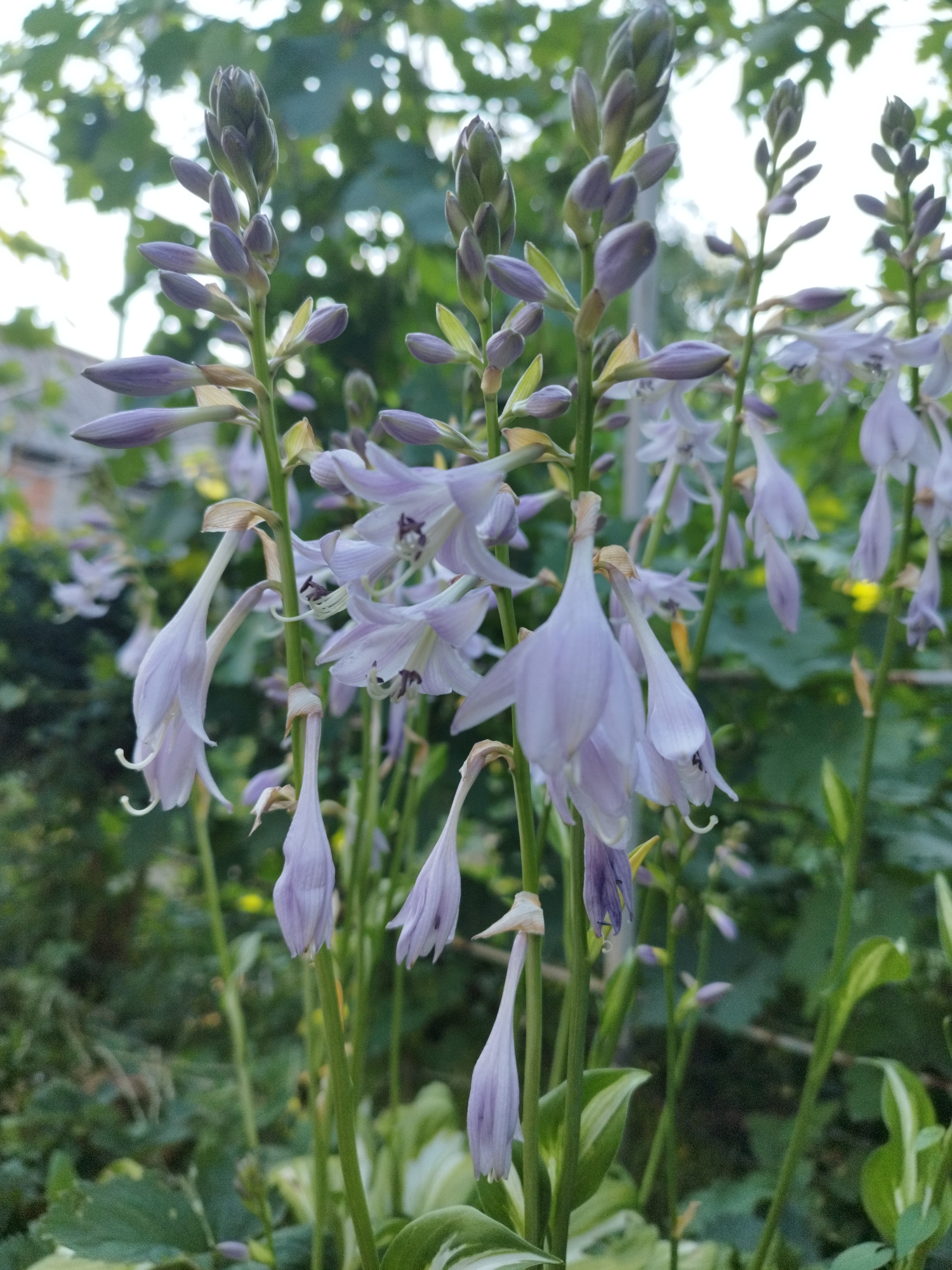 A close-up, low-angle shot shows a cluster of pale purple hosta flowers in bloom against a blurred background of greenery and some indistinct foliage. The flowers are tubular and bell-shaped, with some still in bud form at the top of their stalks. The lighting suggests it is either early morning or late afternoon, casting a soft glow on the delicate petals. The setting appears to be a garden or a yard, with hints of a fence or building in the far background. The overall impression is one of natural beauty and tranquility. This image was taken in the city of Lozova, Ukraine.