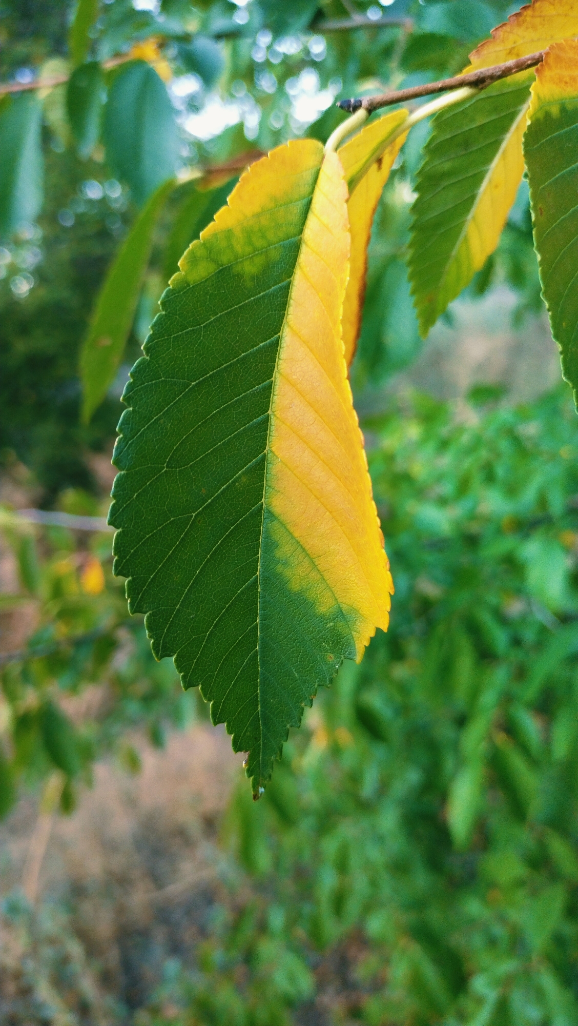 A single, detailed leaf is prominently featured in the foreground, angled diagonally from the bottom left to the top right of the frame. The leaf exhibits a striking bicolored pattern, with one half a vibrant, deep green and the other half a bright, warm yellow. The transition between the two colors is gradual, with shades of green and yellow blending in the center. The leaf's edge is serrated, with small, sharp teeth. The leaf is attached to a thin, dark stem, which extends towards the top right of the image.
The background is softly blurred, creating a bokeh effect. It consists of lush green foliage, suggesting a natural outdoor setting. Hints of lighter greens and some out-of-focus yellow and white elements can be seen, possibly from other leaves or sunlight filtering through.
The image appears to have been taken outdoors, possibly in a park or garden, given the naturalistic setting and the appearance of the leaf and surrounding vegetation. There are no people or animals visible in the image. The lighting suggests it is daytime, with soft, natural light illuminating the leaf.
The specific location in the city of Horishni Plavni, Ukraine, cannot be determined from the visual information provided in the image. The scene is generic enough to be found in many natural or semi-natural environments.