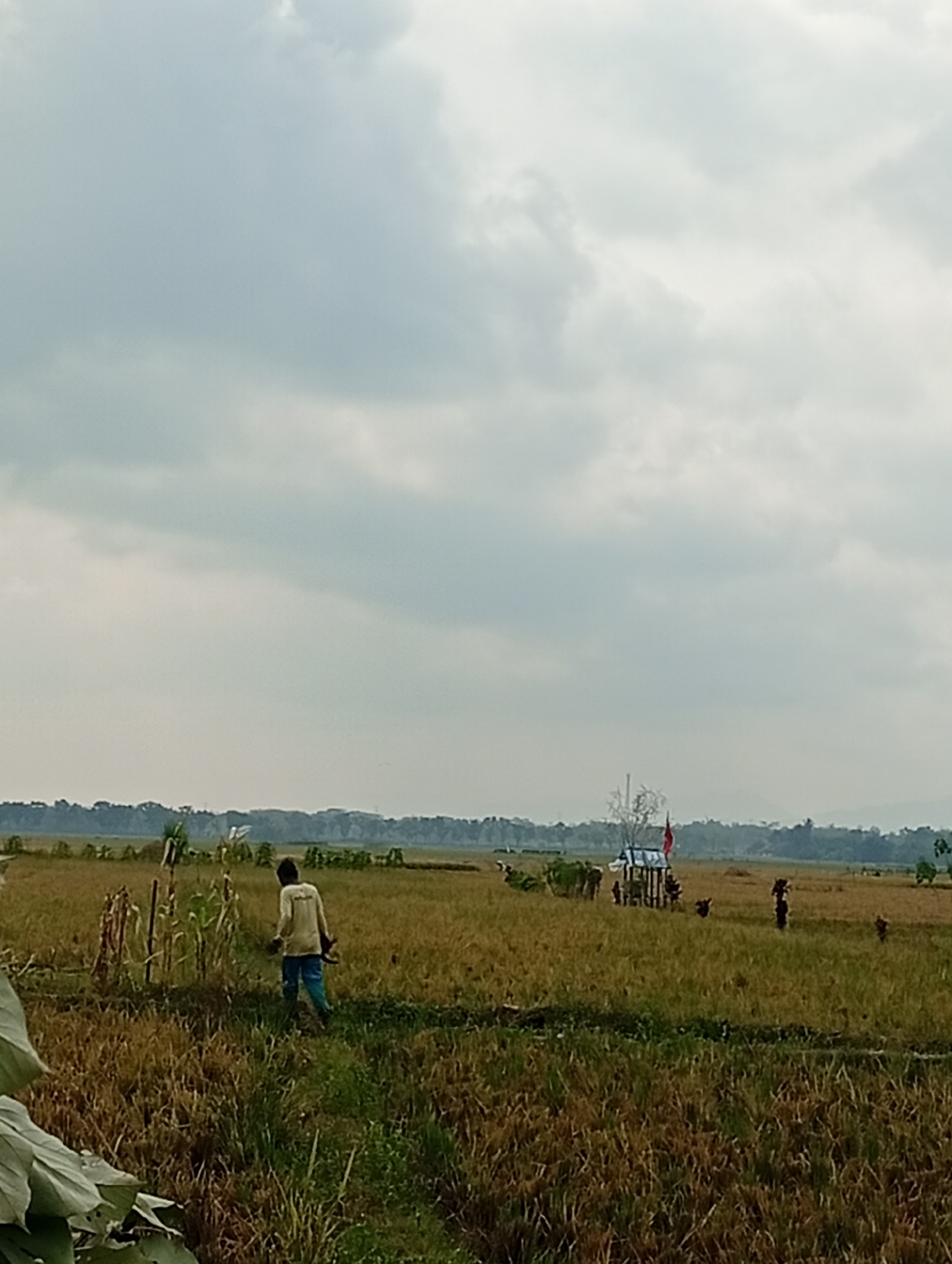 The image depicts a rural scene in a field under a cloudy sky. In the foreground, a person wearing a light-colored long-sleeved shirt and blue pants is walking away from the camera. The person is carrying something in their right hand. The field is covered in dry, golden-brown stalks, indicating it may be a harvested rice field or a field of ripe grain. To the left of the person, there are some green plants, possibly corn stalks. In the mid-ground, a small shelter with a red flag on top is visible, and several other figures, too indistinct to identify, are scattered across the field. The background shows a line of trees and distant hills under the overcast sky. The lighting is diffused, consistent with a cloudy day.