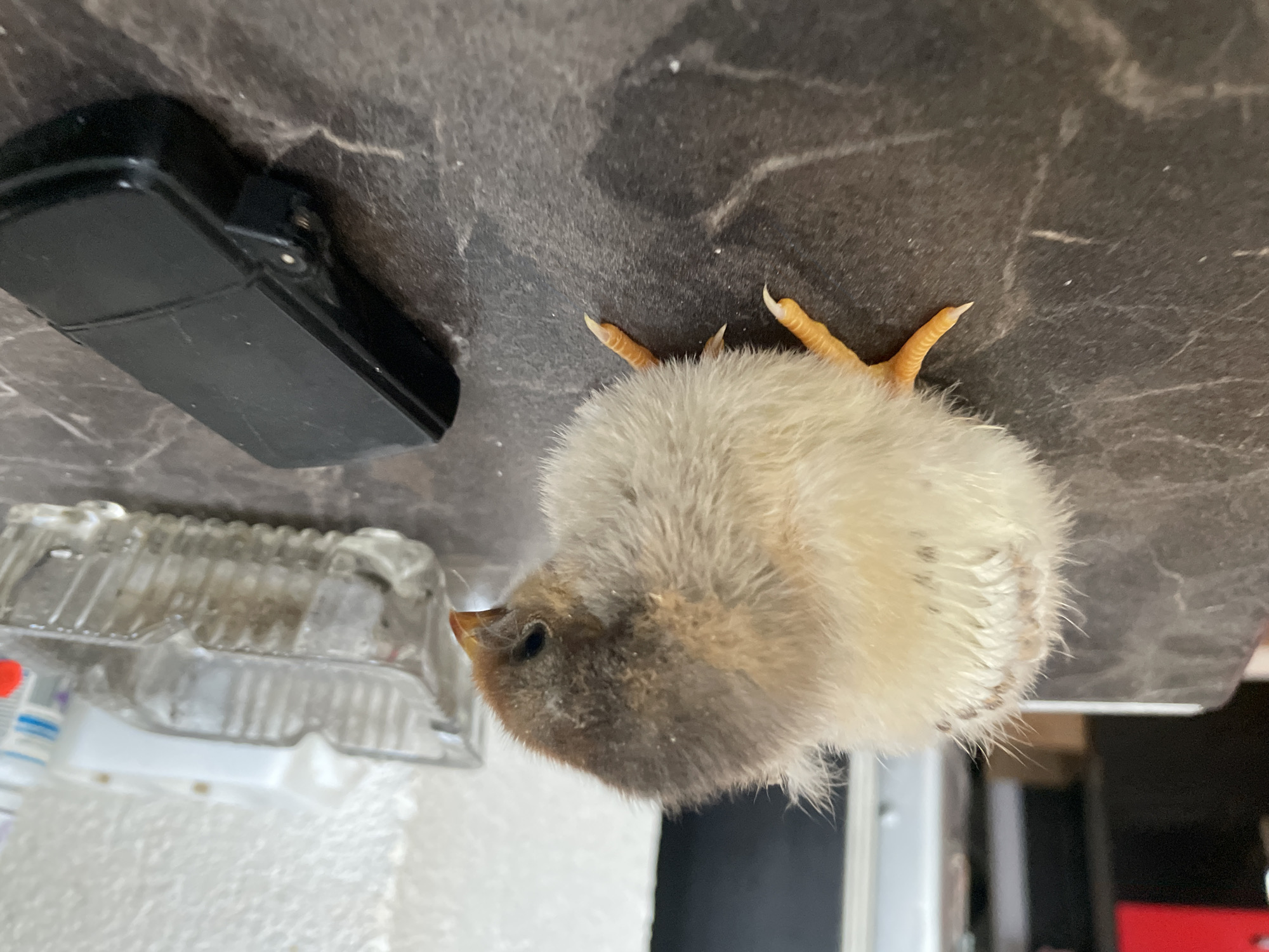 A tan and gray fluffy chick lies on a gray countertop next to a black object and a clear plastic container. The scene is indoors. No people are visible. The location in Zlatograd, Bulgaria is not discernible from the image.