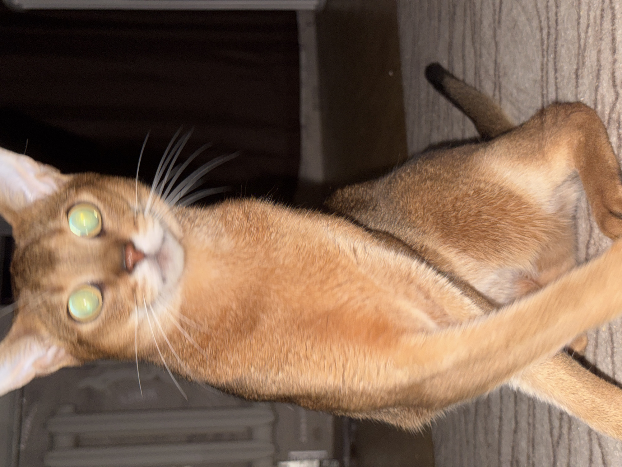 A domestic cat, likely an Abyssinian breed due to its reddish-brown coat and large ears, is seated indoors. The cat's eyes are wide open and appear to reflect light, giving them a greenish glow. Its front paws are crossed, and its tail is curled around its hindquarters. The background is dark and out of focus, but suggests an indoor setting with what appears to be a radiator on the left and a curtain on the right. The floor is covered with a patterned rug. There are no people or other animals visible in the image. The location of the image within Chaikovsky, Russia, is not discernible from the visual information provided.