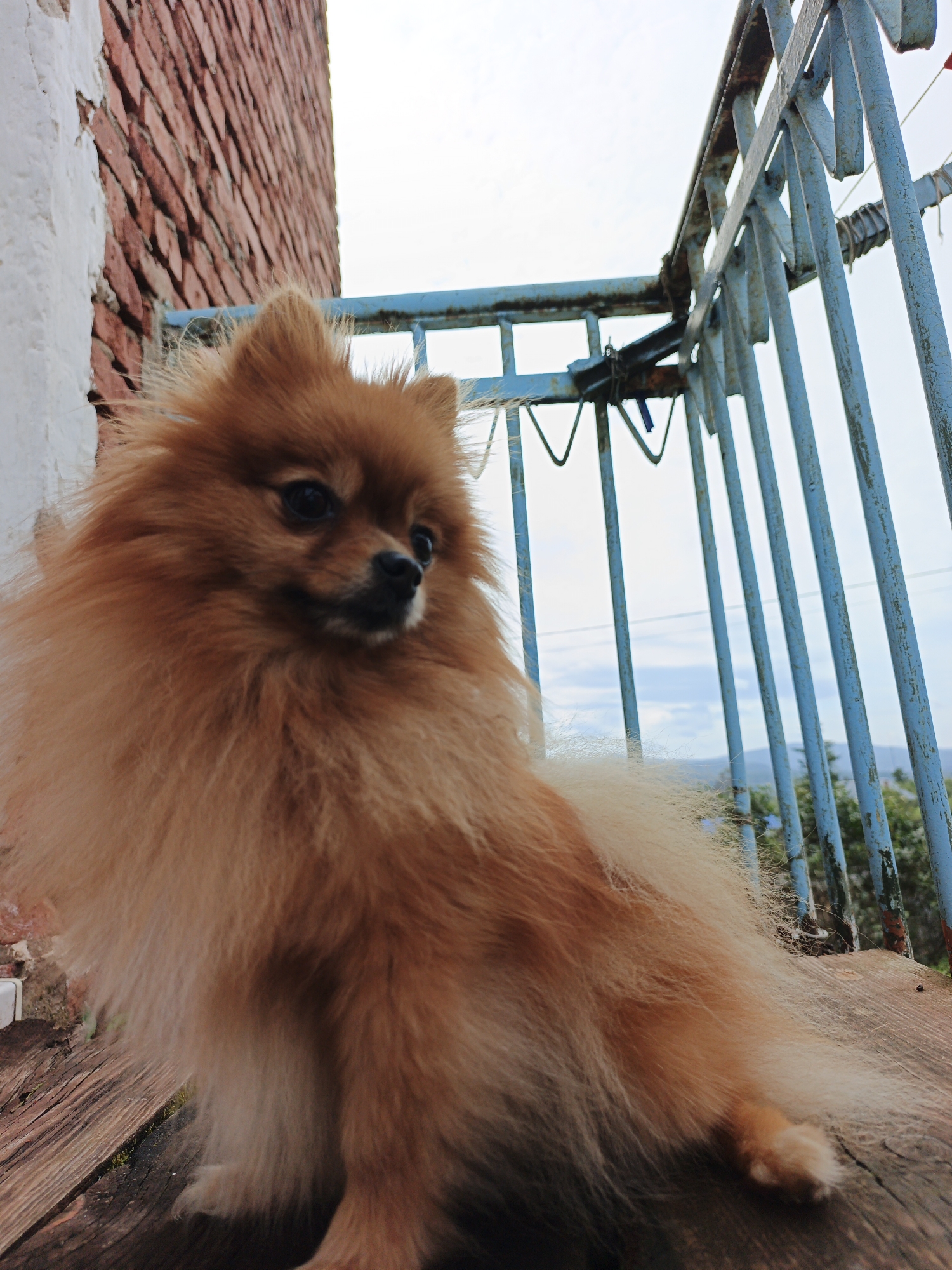 A medium-shot, eye-level, slightly low-angle outdoor photograph shows a fluffy, orange Pomeranian dog sitting on a weathered wooden surface. The dog faces the right side of the frame, with its head turned slightly towards the camera, revealing dark eyes and a black nose. Its fur is abundant and appears to be a rich orange-brown color.
In the background, a weathered blue metal railing with vertical bars dominates the mid-ground. Beyond the railing, a hazy landscape of green trees and a pale blue sky with some clouds is visible. To the left of the dog, a brick wall with white plaster accents is present. The wooden surface the dog is sitting on shows signs of age and wear, with distinct grain patterns. The overall lighting suggests an overcast or diffused daylight condition. There is no indication of the city of Medvedyovka, Russia within the visual content of the image.