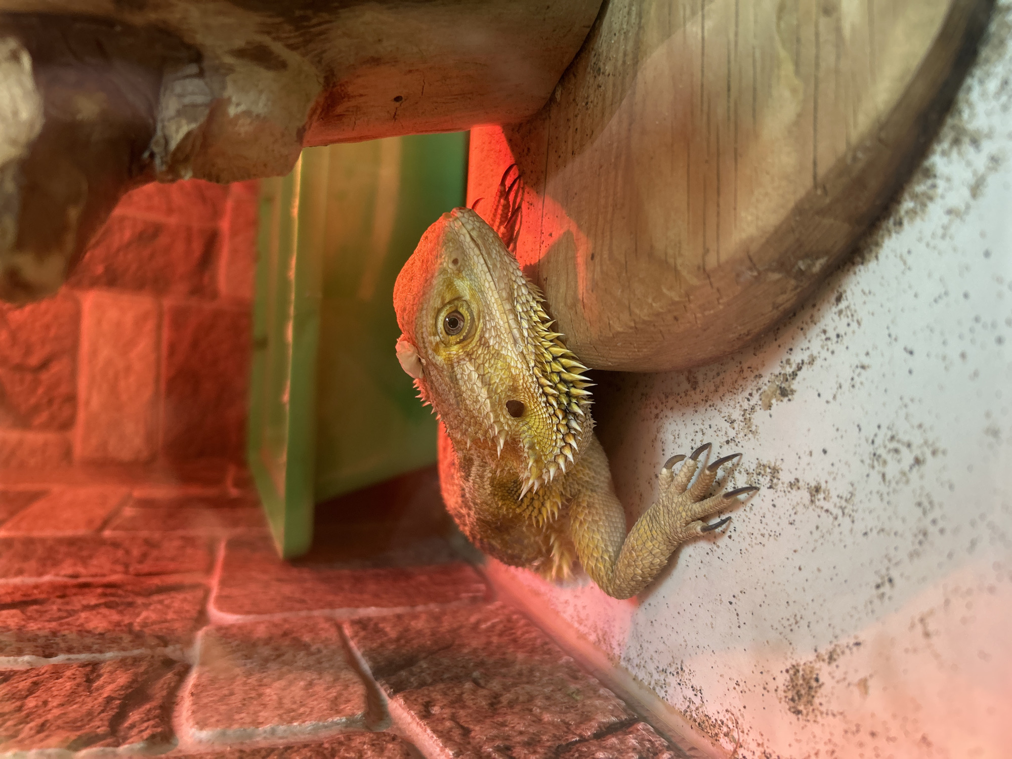 A bearded dragon is perched inside an enclosure. The dragon is positioned between a wooden structure and a white, mottled wall. Its claws are visible, gripping the wall. The enclosure floor is made of red-brown tiles with white grout lines. The scene is illuminated by a red light source, likely a heat lamp. A green object is visible in the background. There is no indication of the location being Chaikovsky, Russia, or any indication of people or actions.