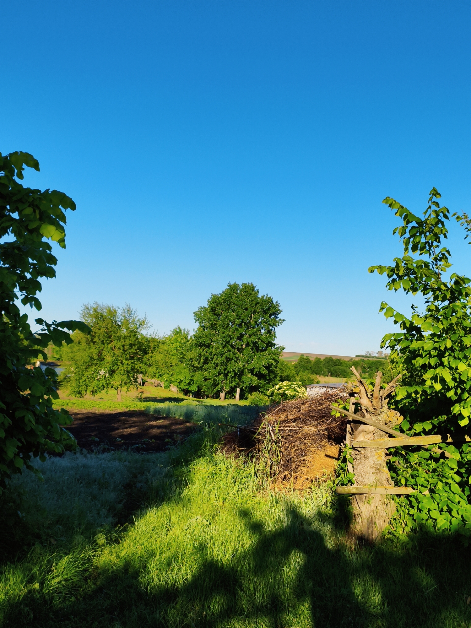 The image depicts a rural landscape in Ustyvytsia, Ukraine. The foreground features lush green grass with shadows. A tree trunk with wooden planks attached stands on the right, partially obscured by foliage. To the left of the trunk is a pile of dry branches. Beyond the foreground, a cultivated field with dark soil is visible. In the background, there are various trees and a clear blue sky. The lighting suggests either early morning or late afternoon.