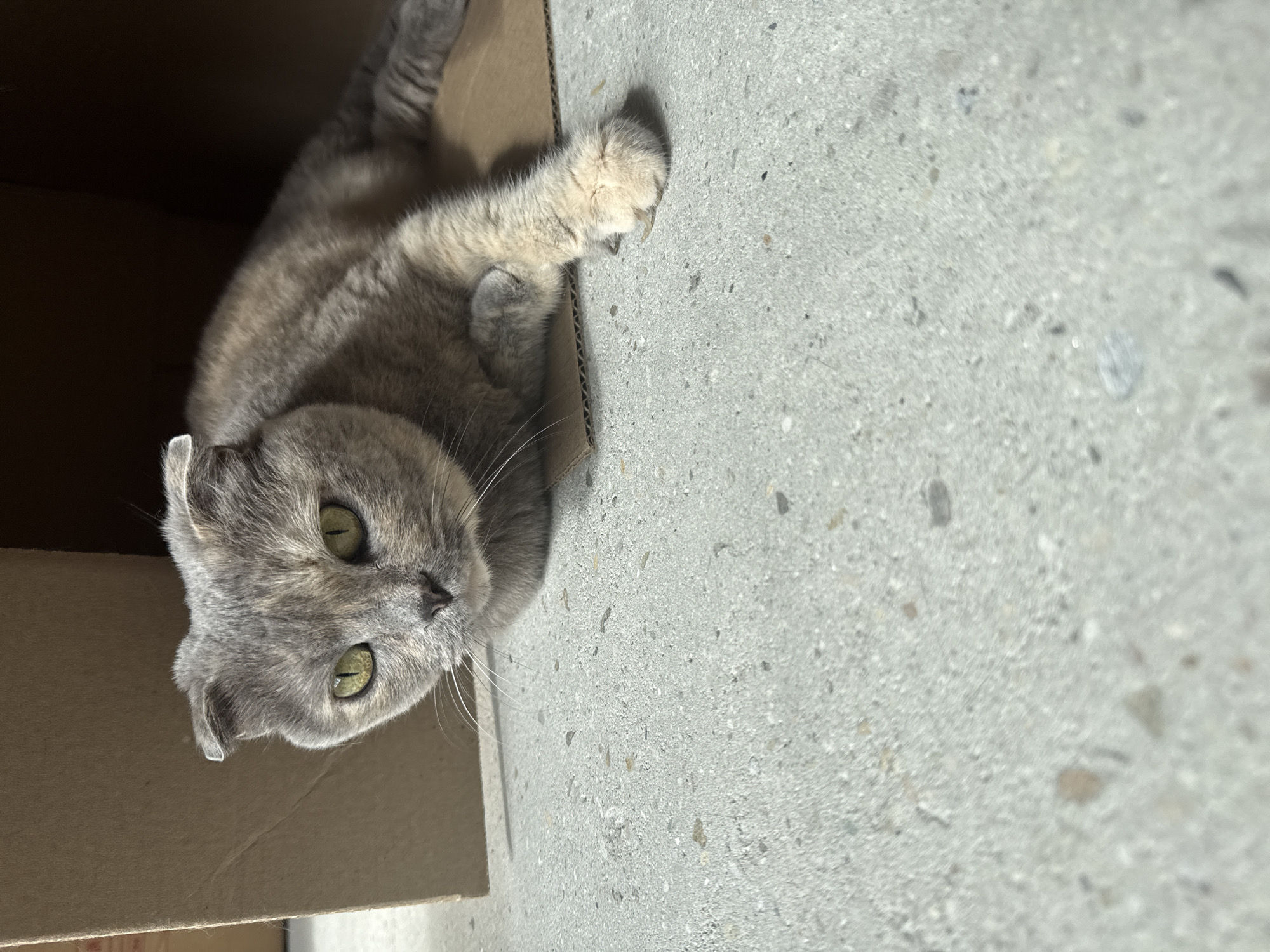A Scottish Fold cat with grey and tan fur, green eyes, and folded ears is lying down inside a cardboard box. The box is open on one side, revealing the cat and the concrete floor it rests on. The cat is looking towards the camera with its head tilted slightly. The background is dark inside the box, with the sides of the box visible. The foreground is a concrete surface with small flecks of different colors. The image is taken from a low angle, looking up at the cat. There is no indication of the city of Mamony, Russia, or any other specific location.